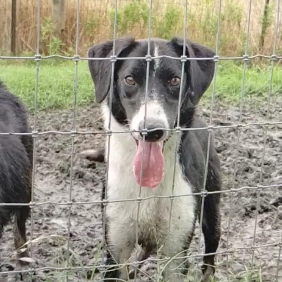 Denver P45114, a Adoptable mixed breed in Corsicana, TX image 3/4