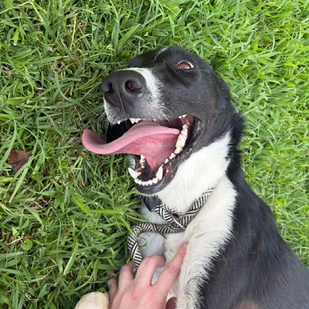 Denver P45114, a Adoptable mixed breed in Corsicana, TX image 4/4