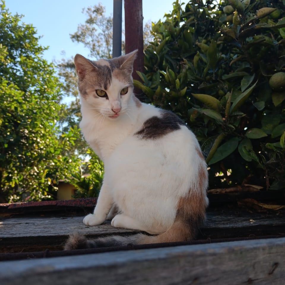 Enlarge Suney, a ADOPTABLE Calico in Tijuana, BCN image 1/1