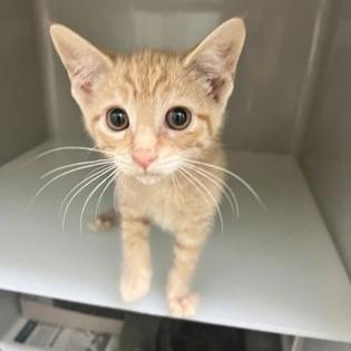 Giant, adopted, Kitten Male Domestic Short Hair.