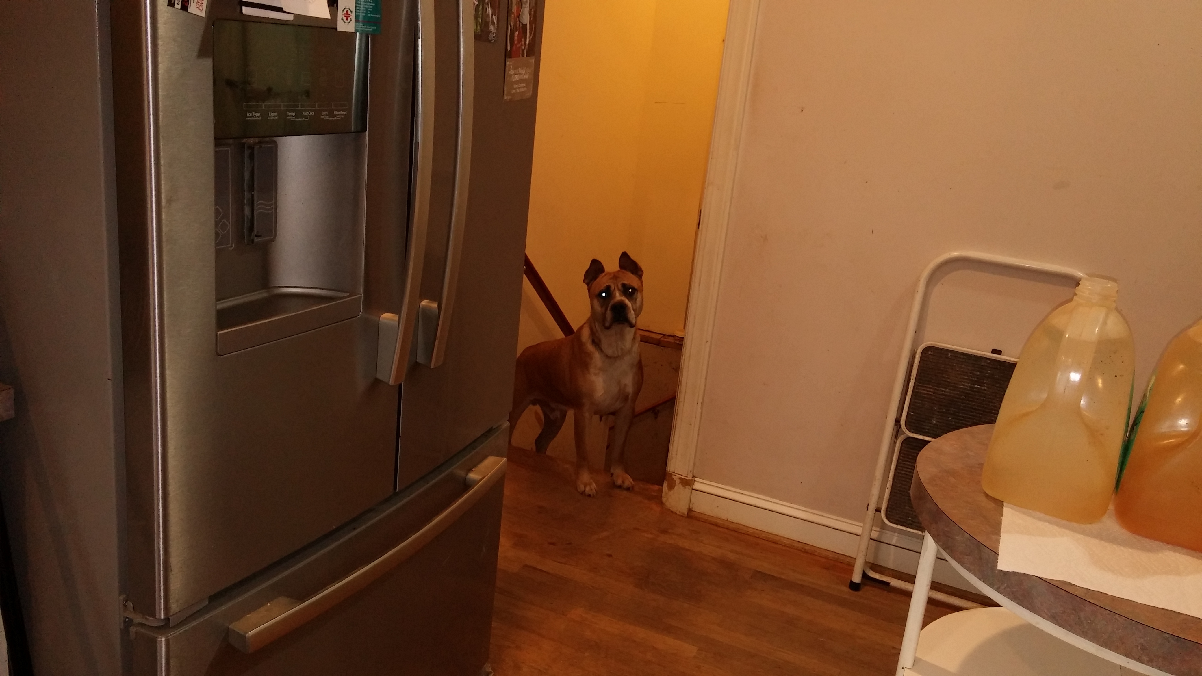 Oscar (senior) ONLY DOG