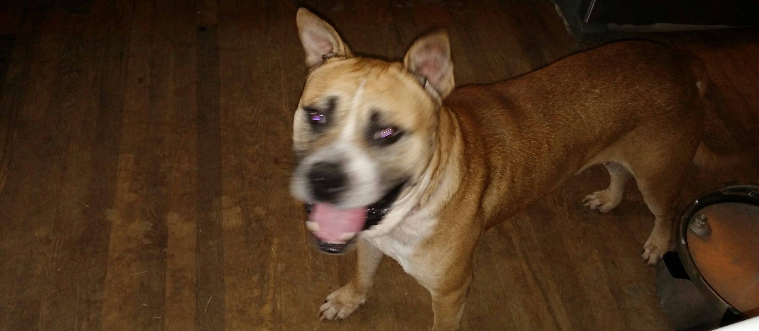 Oscar (senior) ONLY DOG photo 2