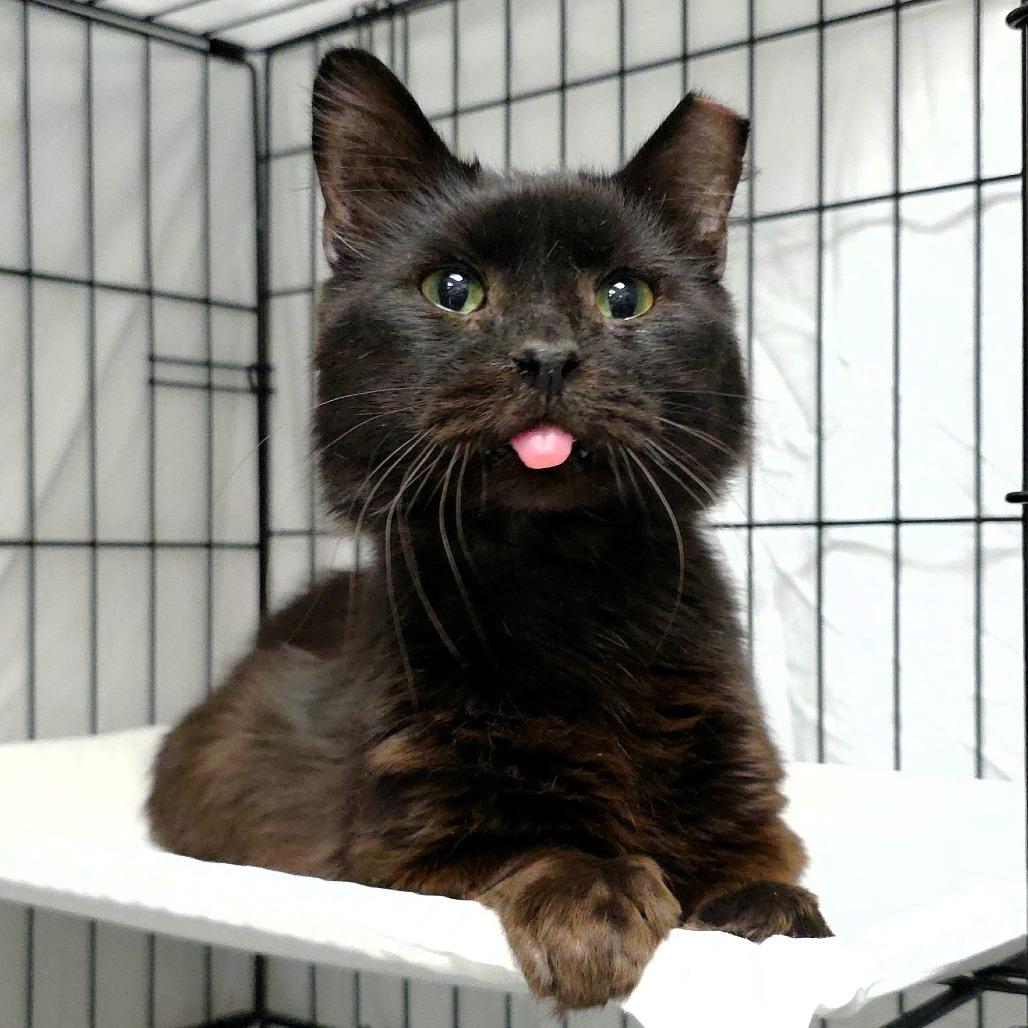 Enlarge Larry, a Adoptable Domestic Short Hair in Michigan City, IN image 2/5