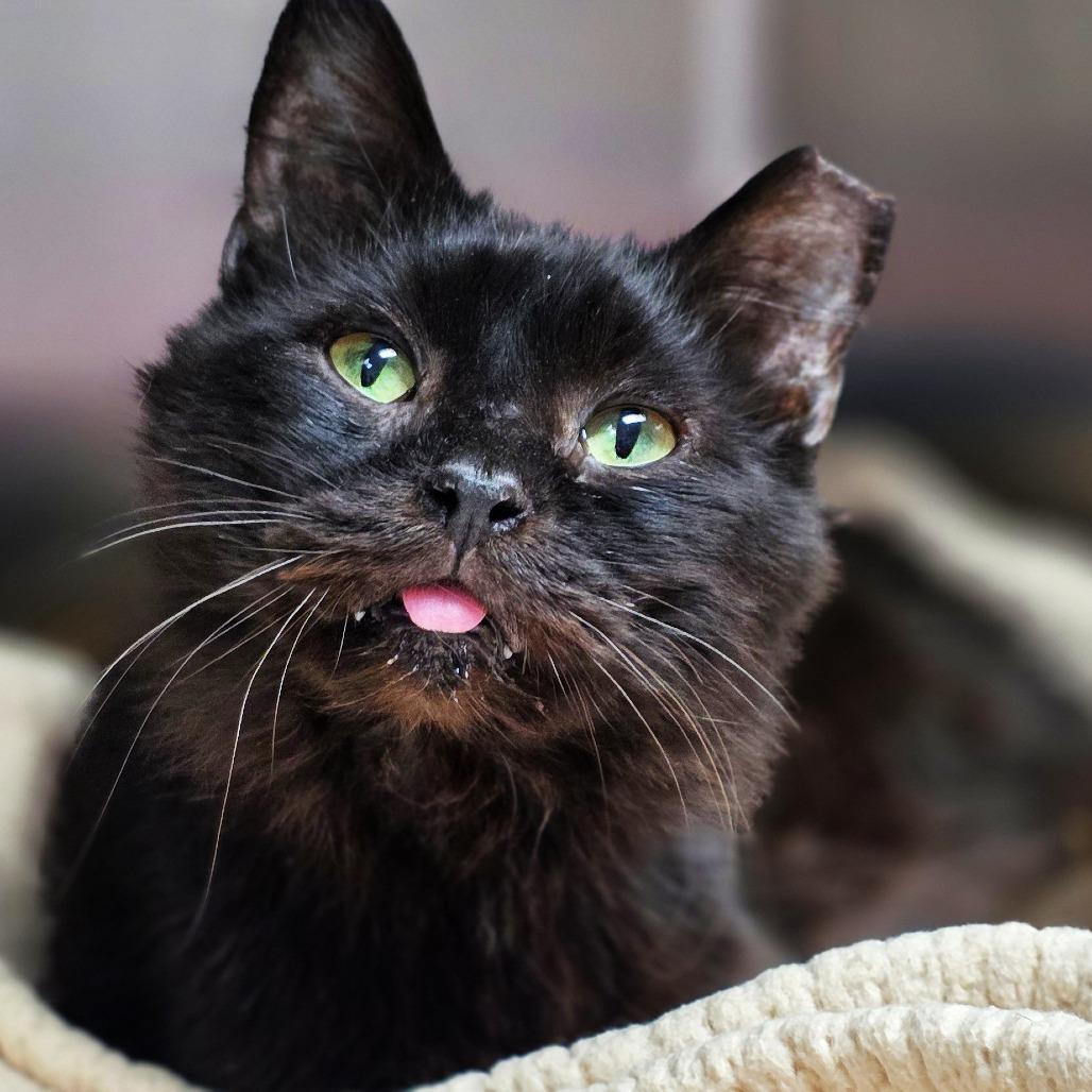 Enlarge Larry, a Adoptable Domestic Short Hair in Michigan City, IN image 3/5