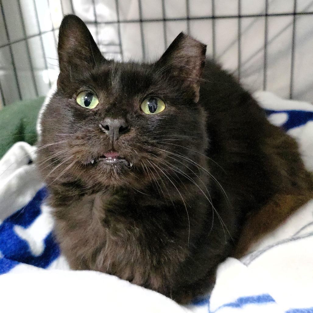 Enlarge Larry, a Adoptable Domestic Short Hair in Michigan City, IN image 4/5