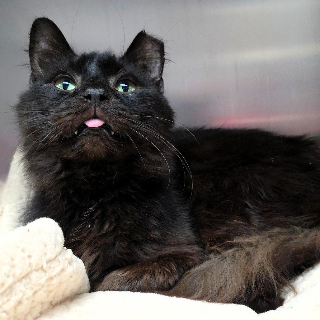 Enlarge Larry, a Adoptable Domestic Short Hair in Michigan City, IN image 5/5