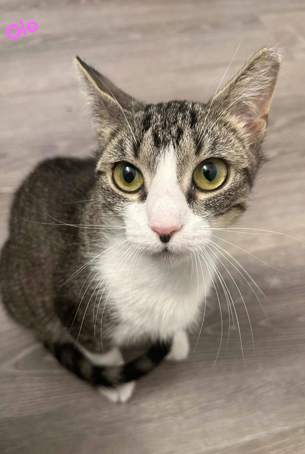 Glo  (bonded with Gli), Young Female unknown