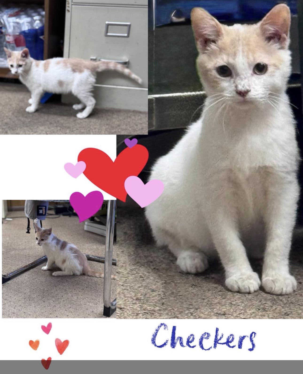 Checkers, adopted, Kitten Male Domestic Short Hair.