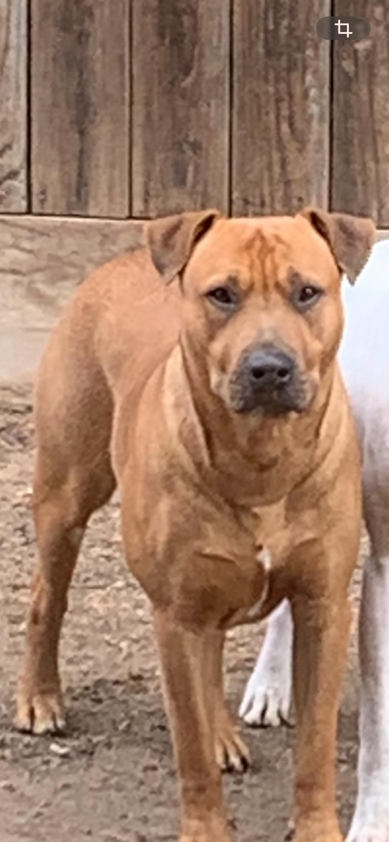 Barkley, Adoptable, Adult Male American Bully & Cattle Dog.