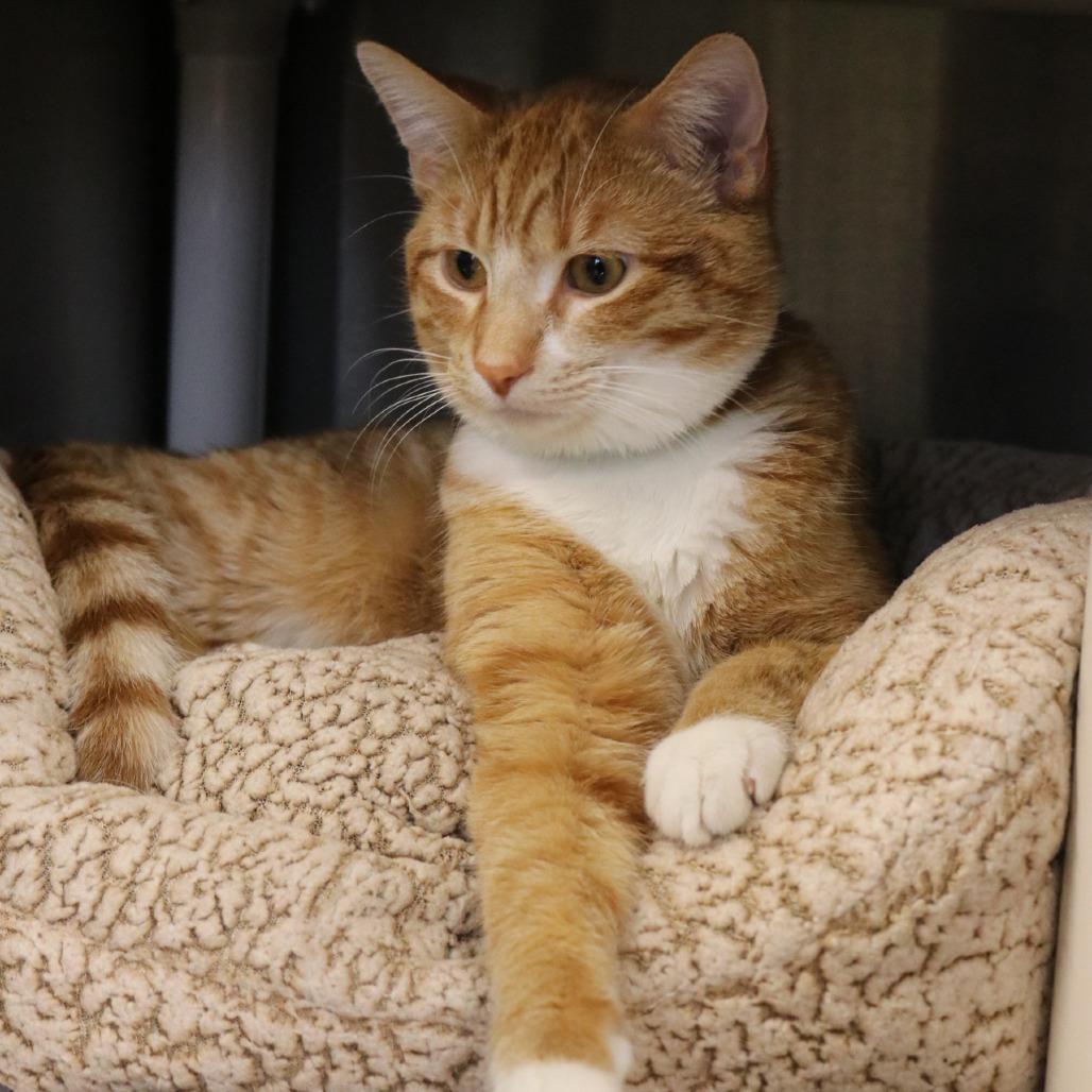 Ginger, Adoptable, Adult Male Domestic Short Hair.
