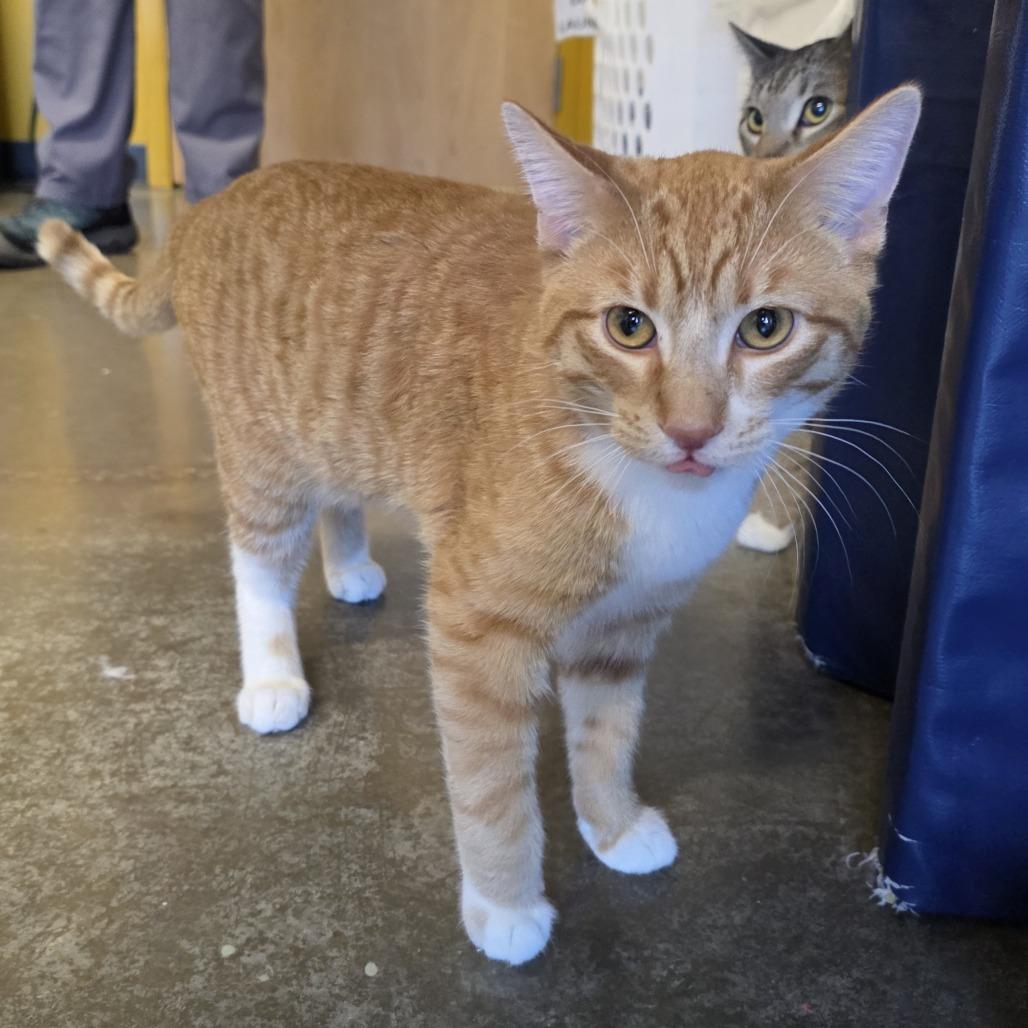 Enlarge Ginger, a Adoptable Domestic Short Hair in Saint Cloud, MN image 2/6
