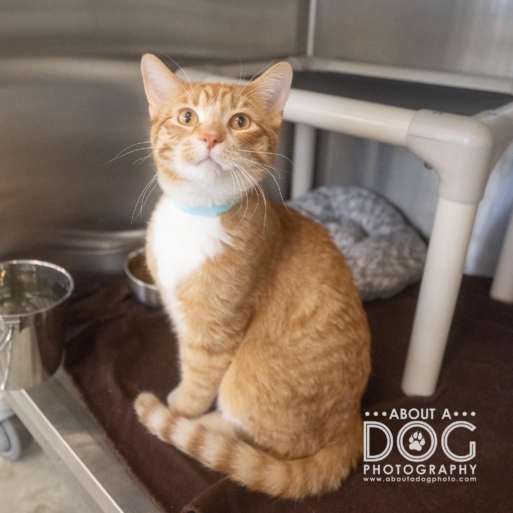 Enlarge Ginger, a Adoptable Domestic Short Hair in Saint Cloud, MN image 3/6
