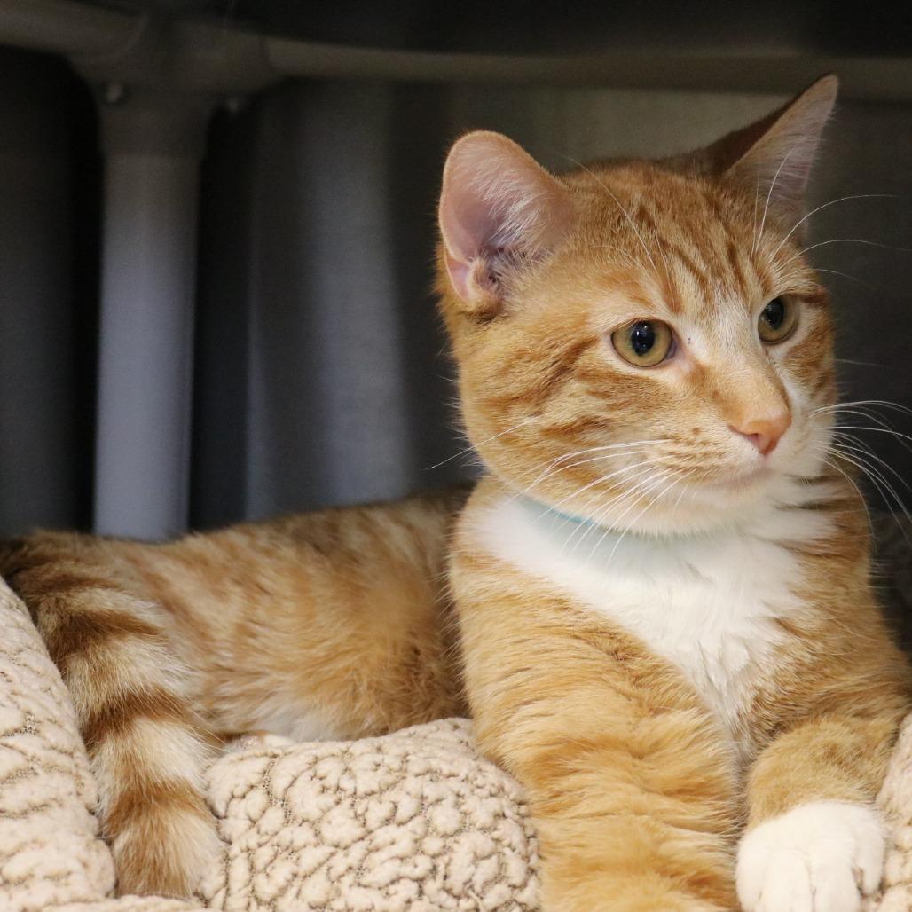 Enlarge Ginger, a Adoptable Domestic Short Hair in Saint Cloud, MN image 4/6