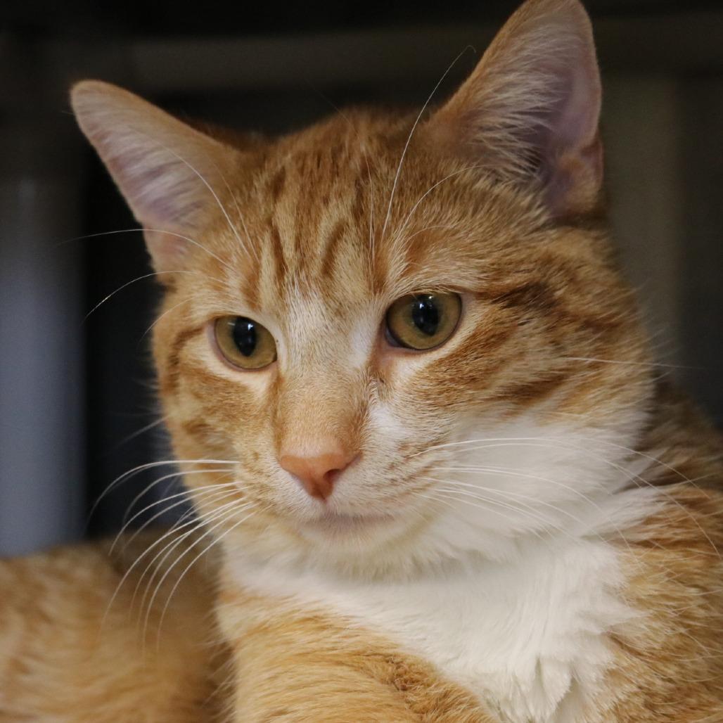 Enlarge Ginger, a Adoptable Domestic Short Hair in Saint Cloud, MN image 5/6