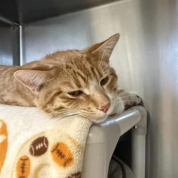 Enlarge Ginger, a Adoptable Domestic Short Hair in Saint Cloud, MN image 6/6