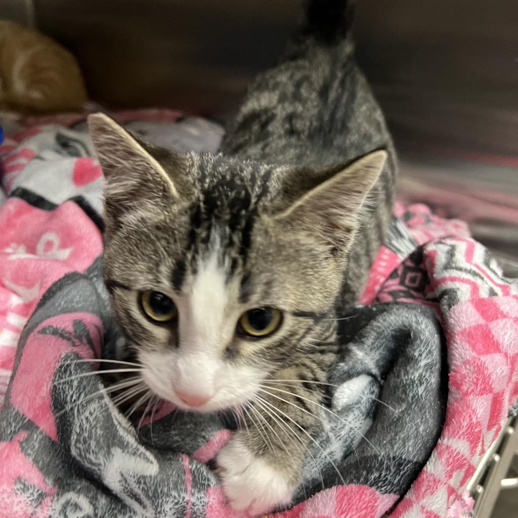 Enlarge Jack Frost, an adopted Domestic Short Hair in Las Vegas, NV image 1/2