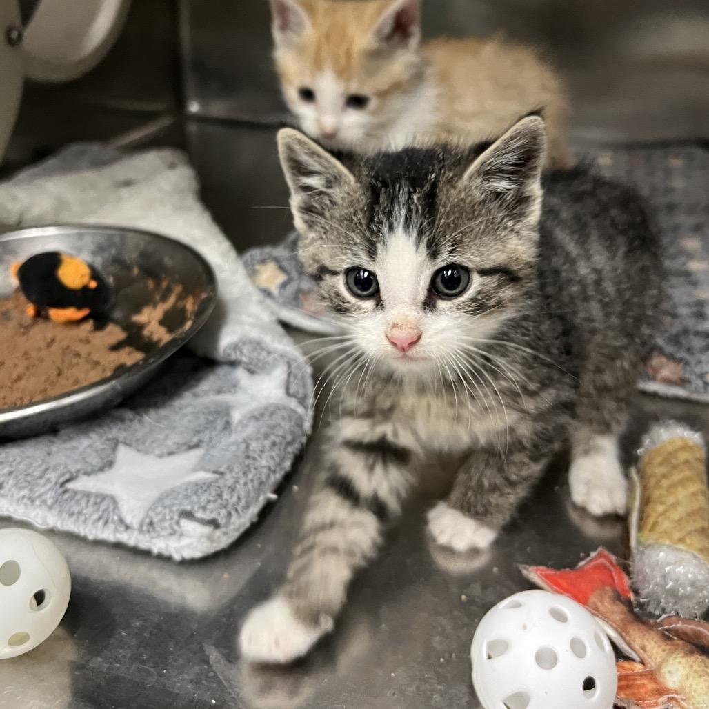 Enlarge Jack Frost, an adopted Domestic Short Hair in Las Vegas, NV image 2/2