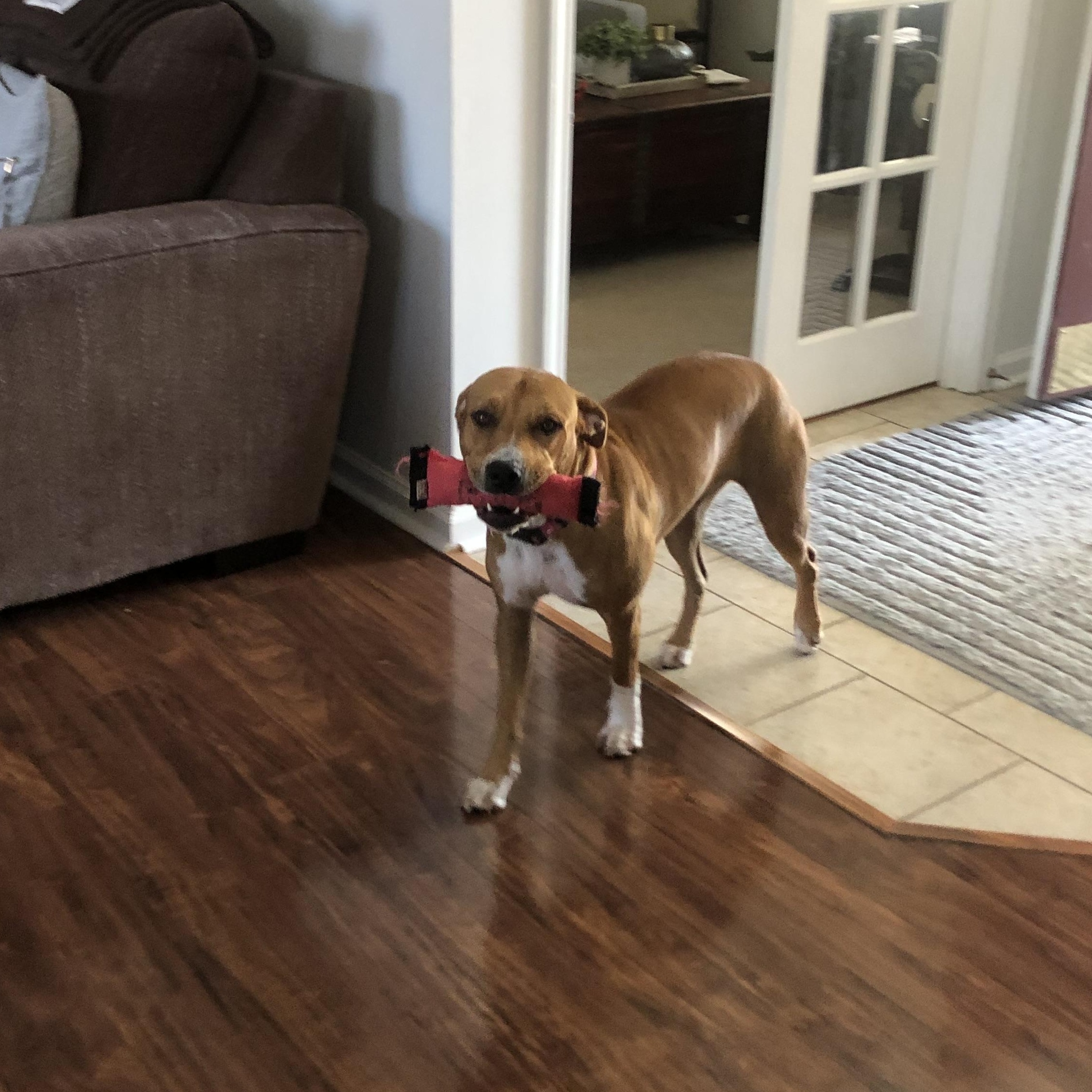 Enlarge Bella, a Adoptable mixed breed in Roachdale, IN image 1/4