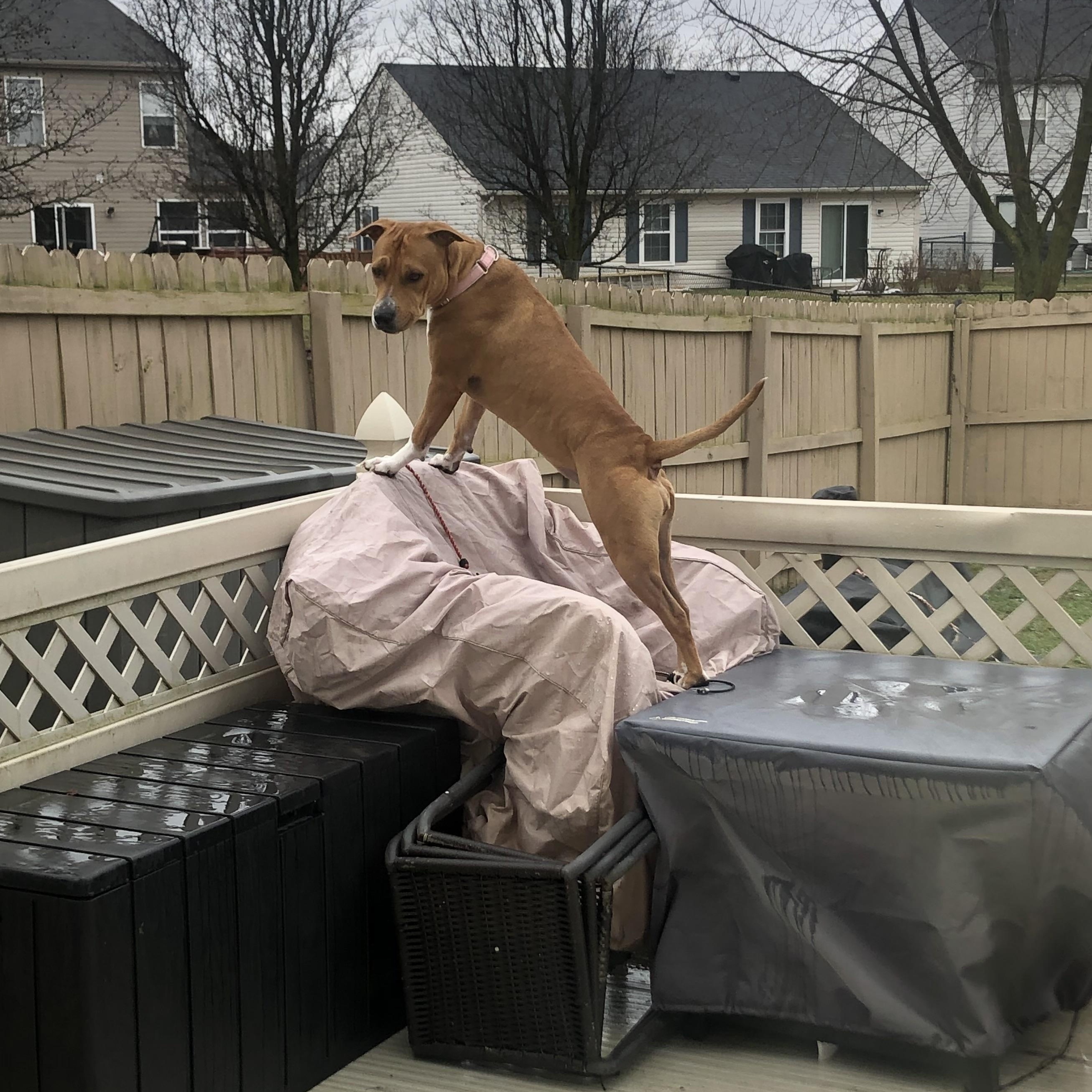 Enlarge Bella, a Adoptable mixed breed in Roachdale, IN image 2/4