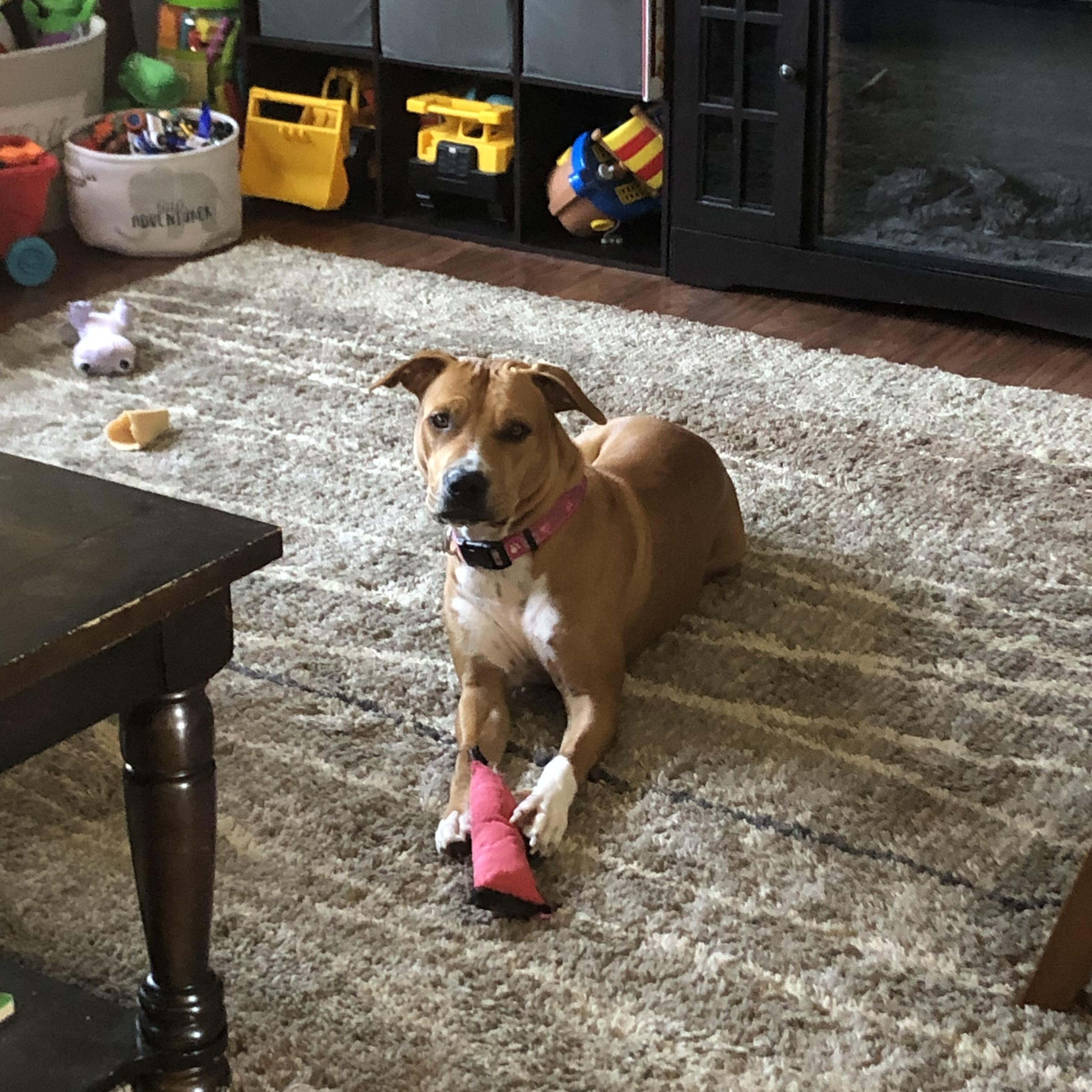 Enlarge Bella, a Adoptable mixed breed in Roachdale, IN image 3/4