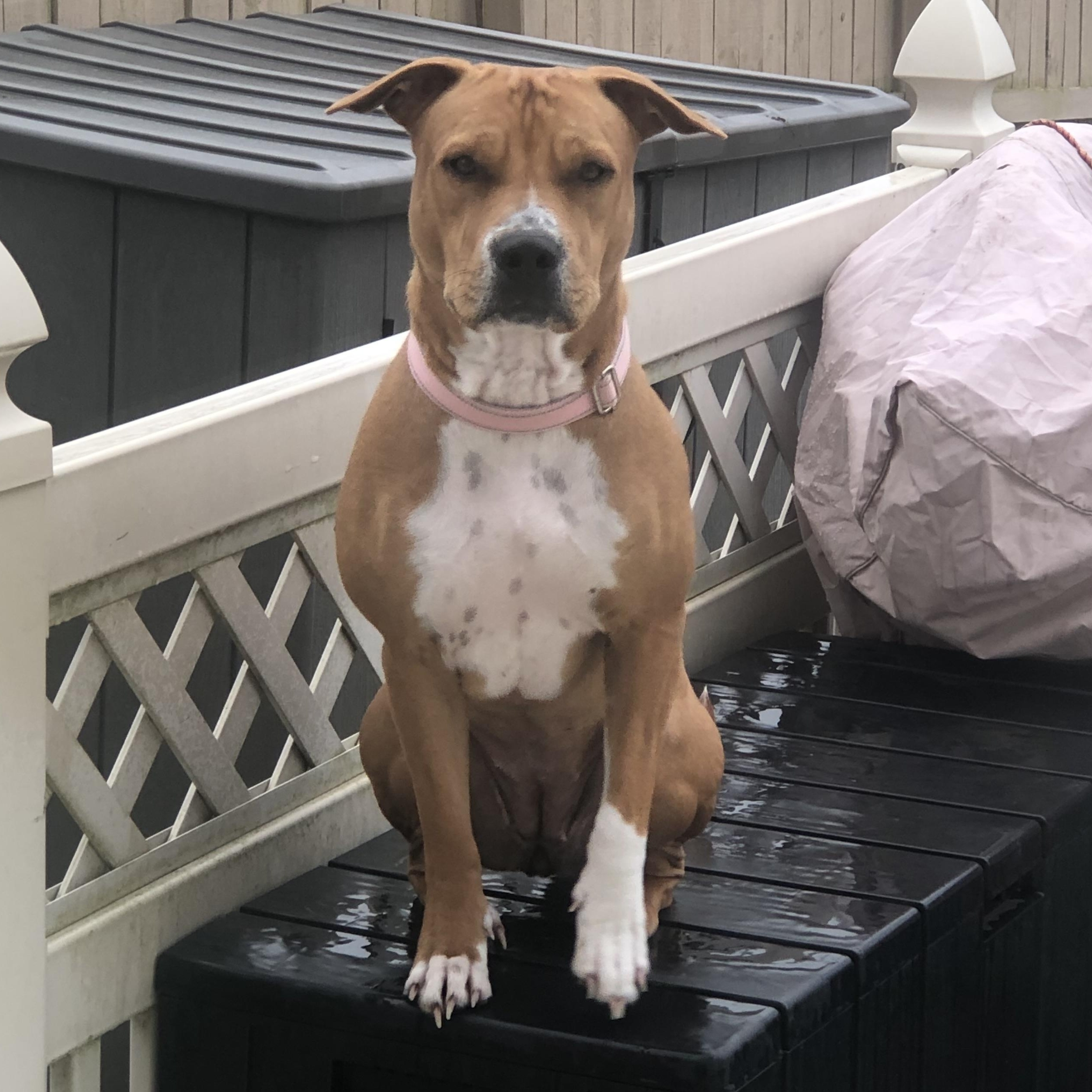 Enlarge Bella, a Adoptable mixed breed in Roachdale, IN image 4/4