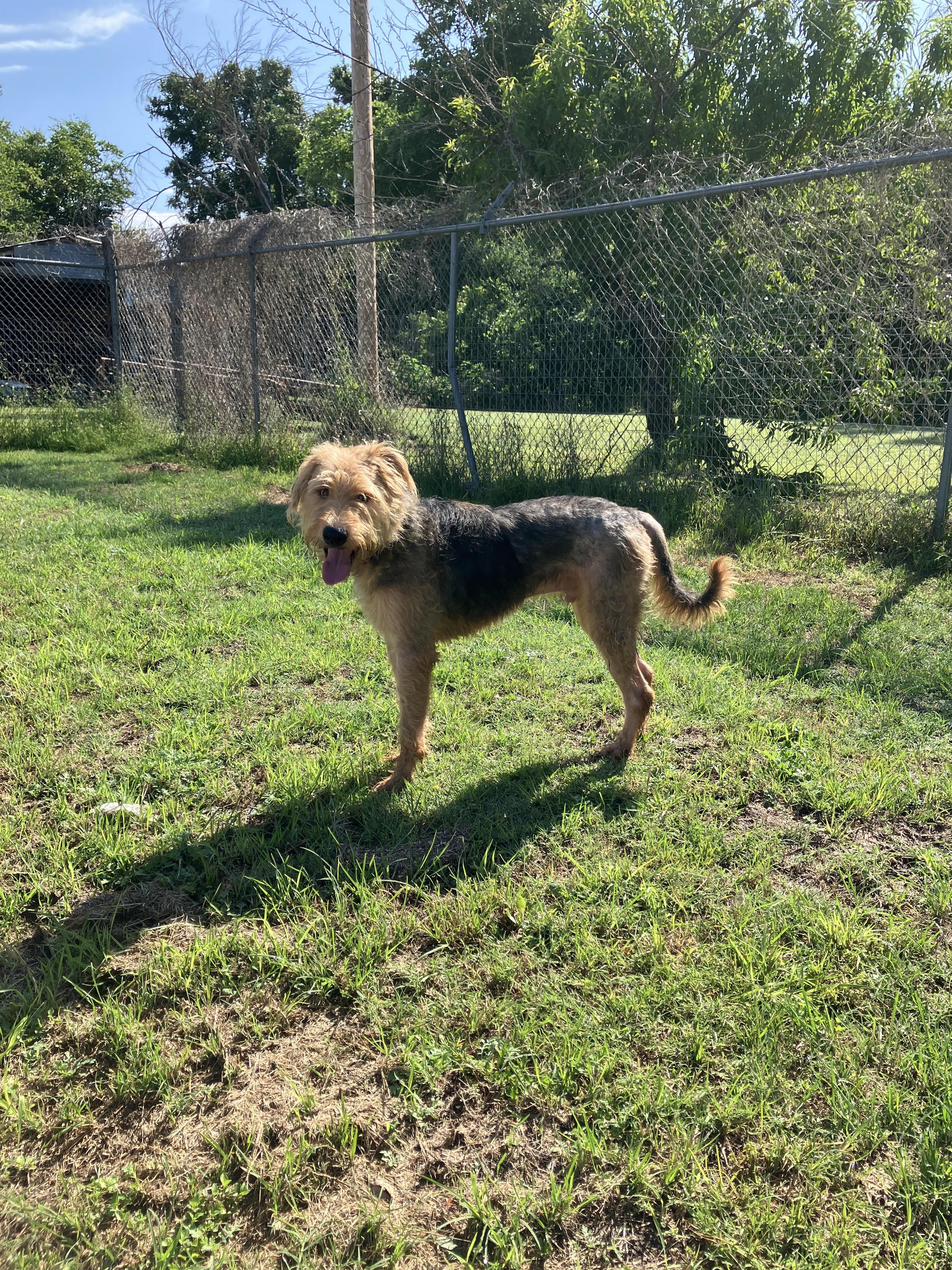 ZEUS-Such a Sweetie, an adopted mixed breed in Stephenville, TX image 2/6