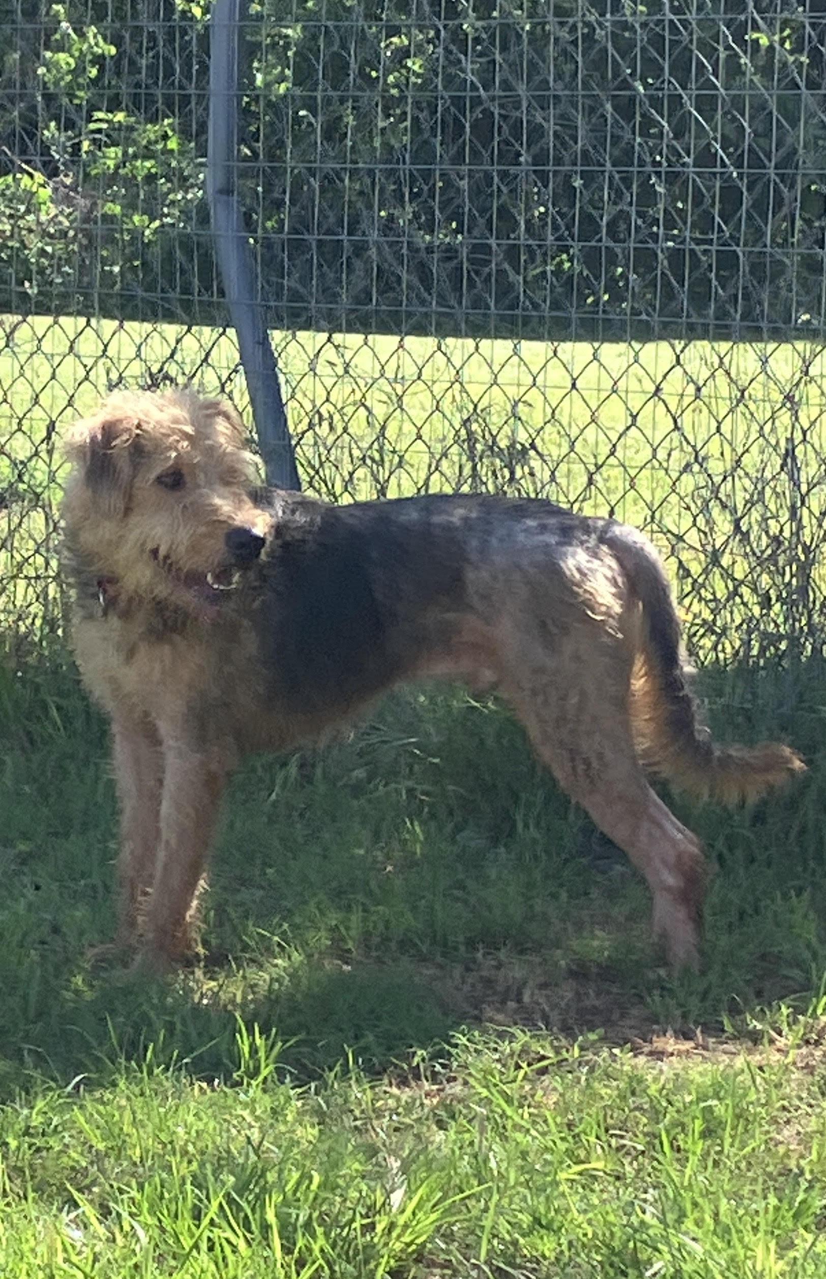 ZEUS-Such a Sweetie, an adopted mixed breed in Stephenville, TX image 5/6