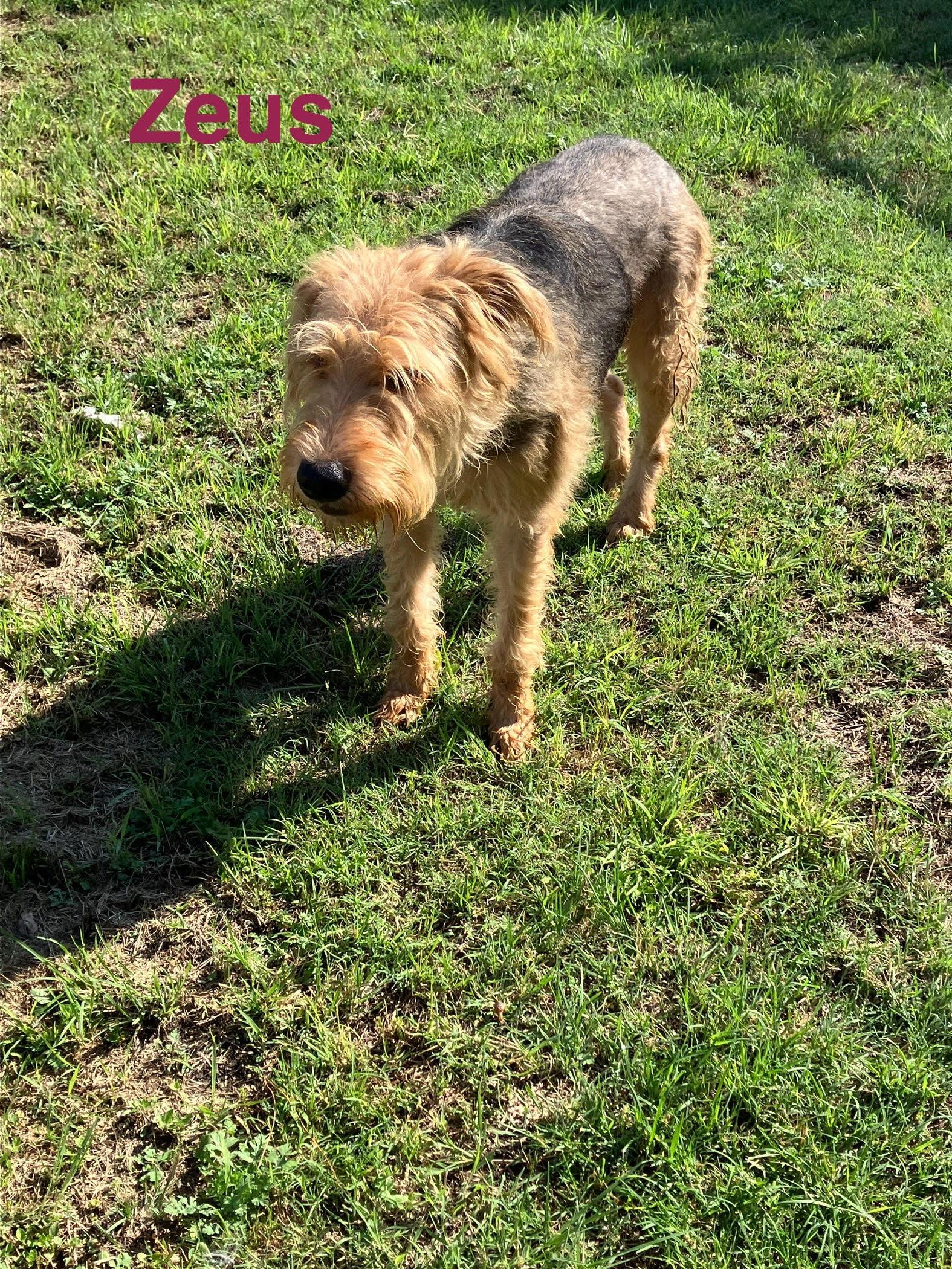 ZEUS-Such a Sweetie, adopted, Young Male Airedale Terrier & Poodle.