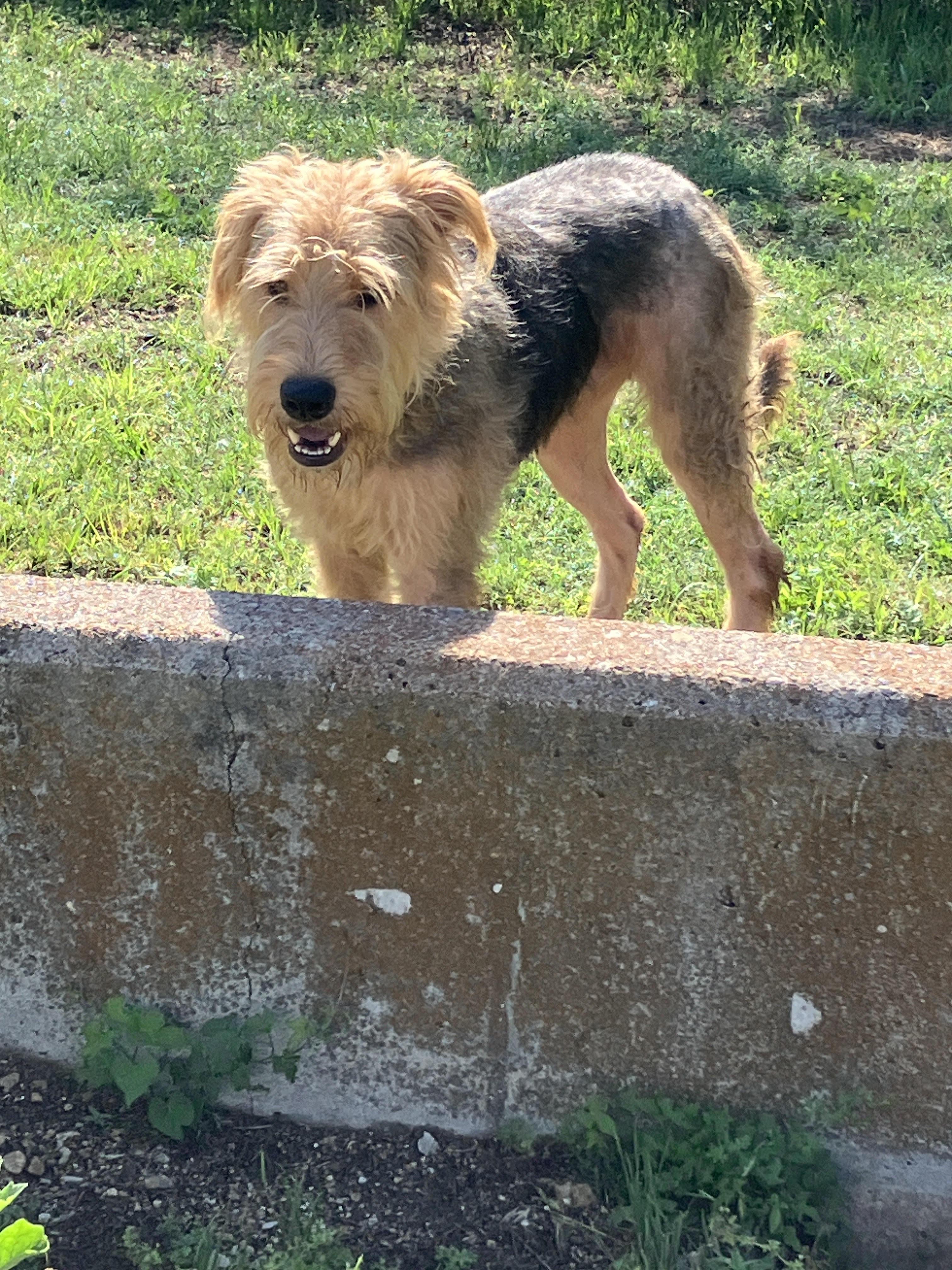 ZEUS-Such a Sweetie, an adopted mixed breed in Stephenville, TX image 4/6