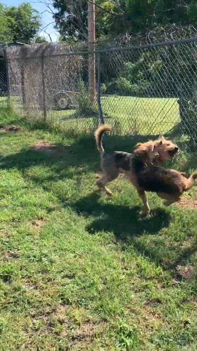 Enlarge ZEUS-Such a Sweetie, an adopted mixed breed in Stephenville, TX video 6/6