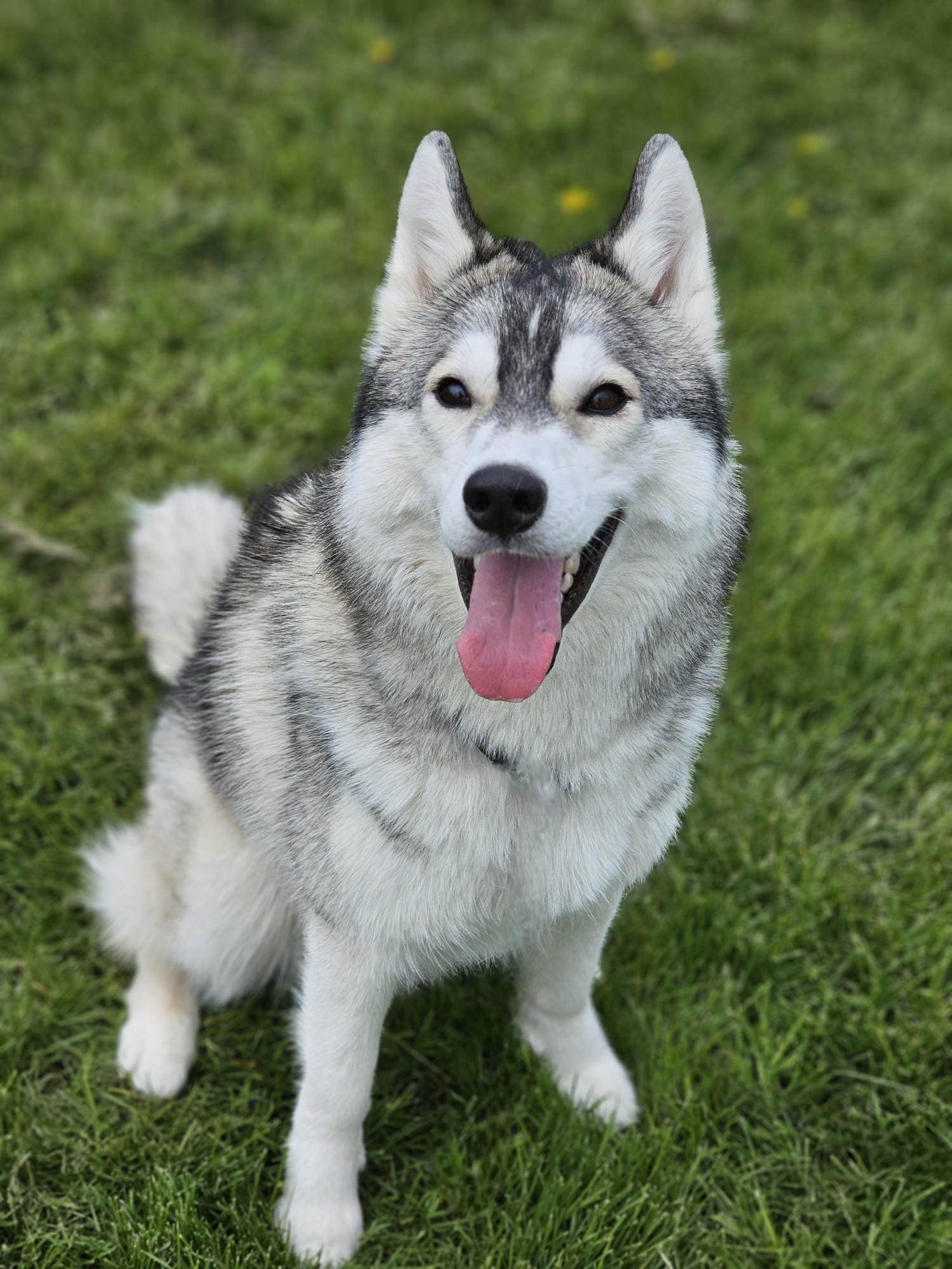 Turbo, adopted, Adult Male Husky.