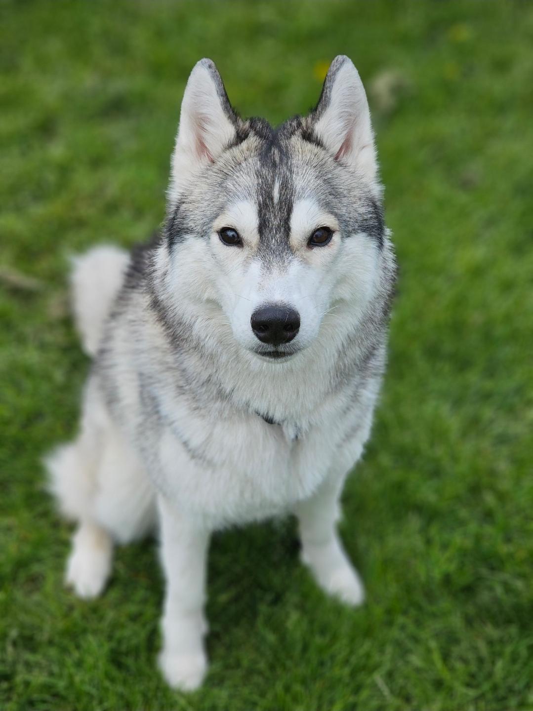 Enlarge Turbo, an adopted mixed breed in Bowmanville, ON image 2/3