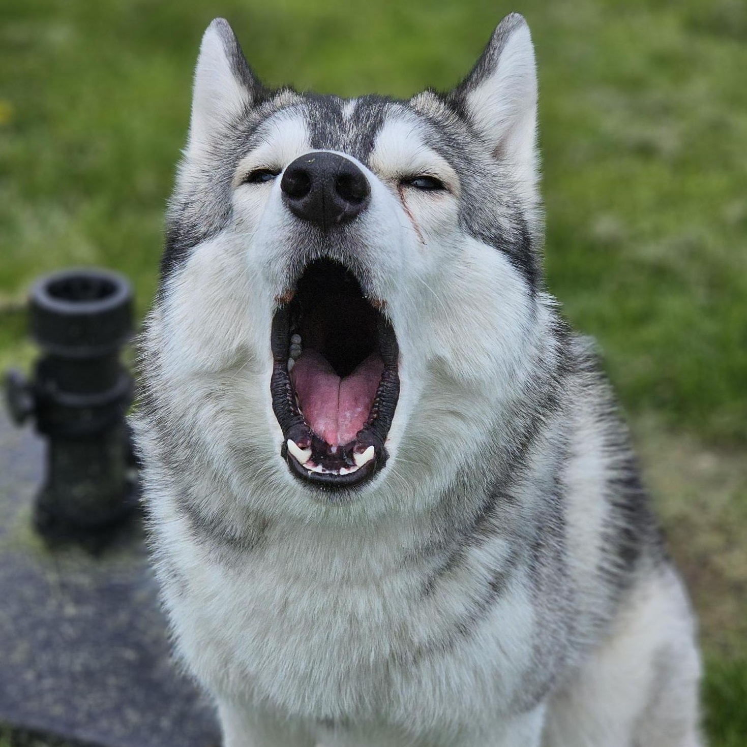 Enlarge Turbo, an adopted mixed breed in Bowmanville, ON image 3/3