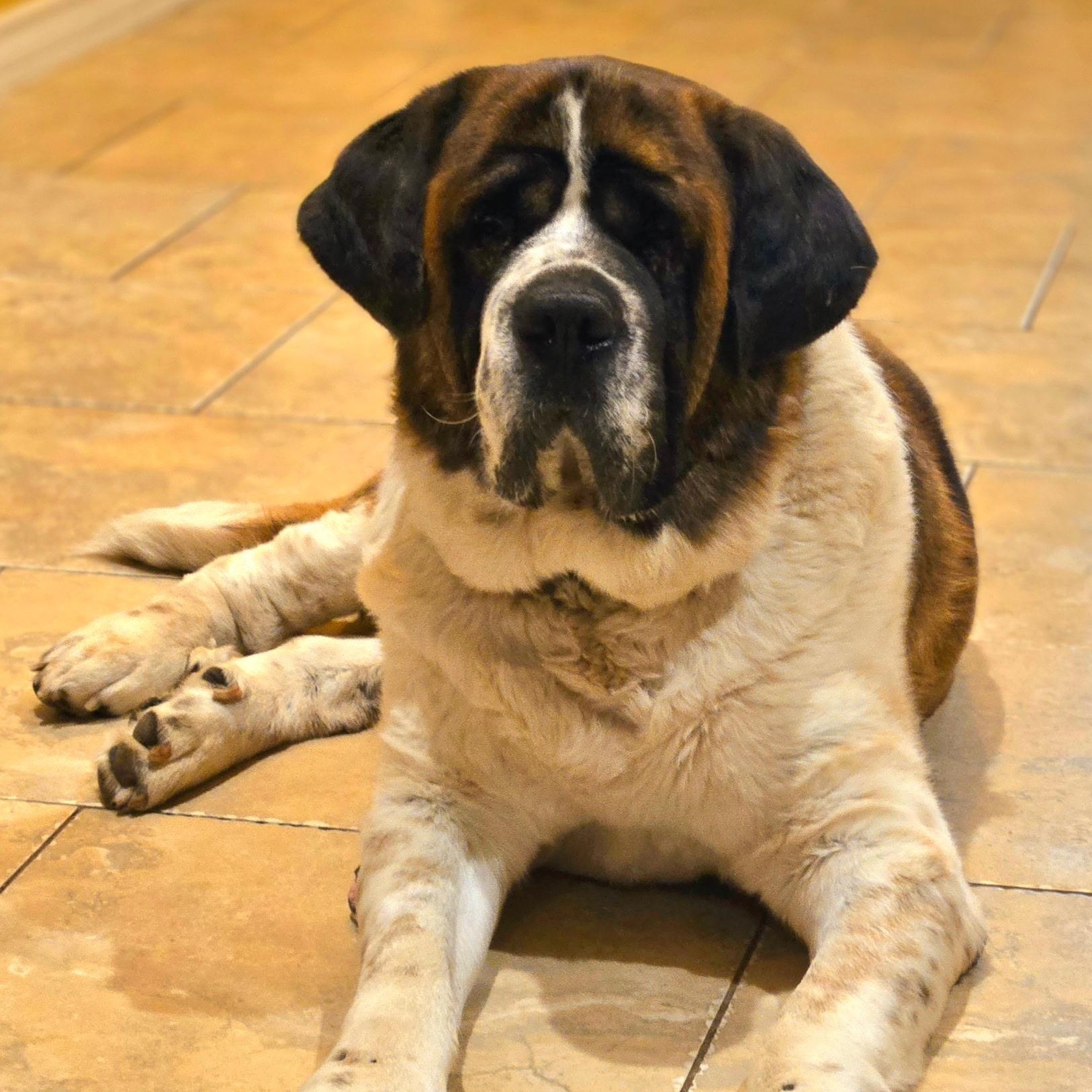 Sully, Adoptable, Adult Male Saint Bernard.