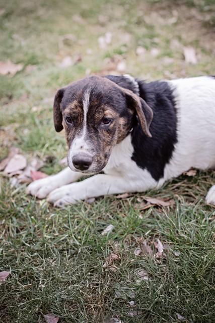 Enlarge MIRABEL, a Adoptable mixed breed in Belleville, IL image 1/1