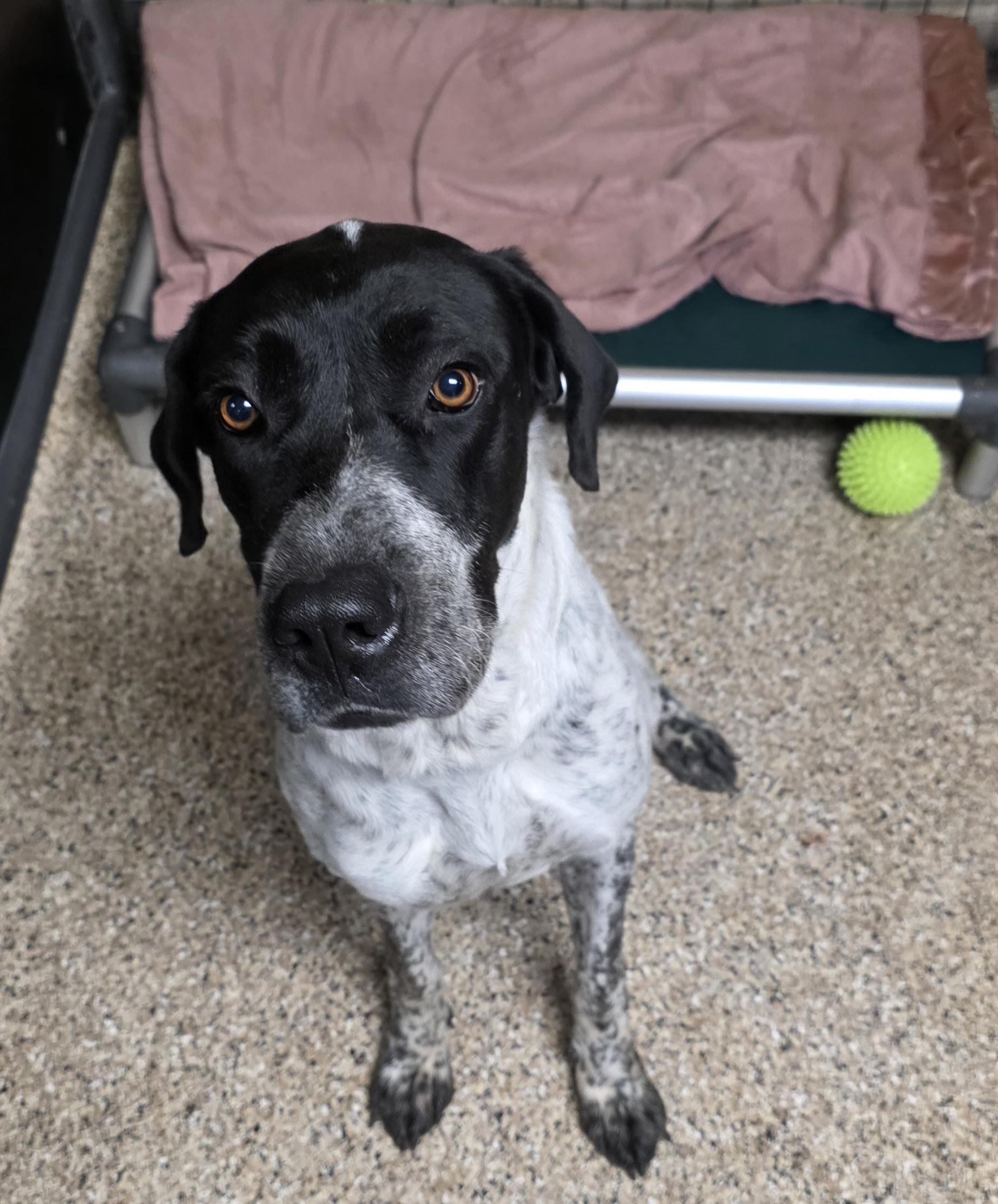 Iris, a Adoptable mixed breed in Polson, MT image 2/3