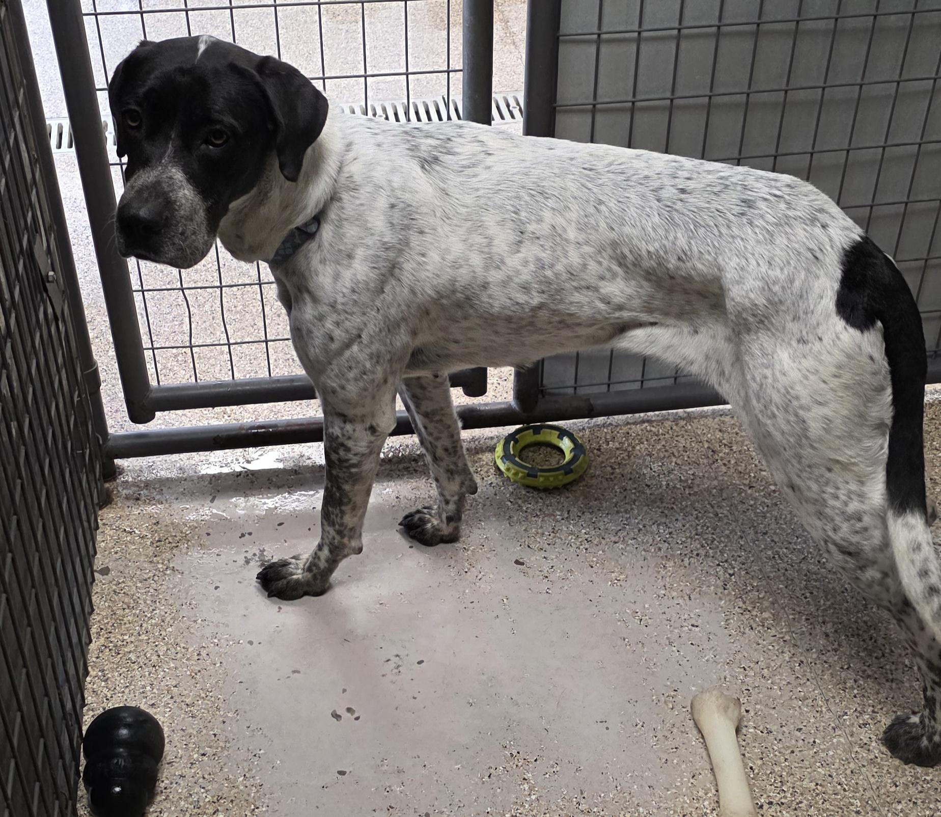 Iris, a Adoptable mixed breed in Polson, MT image 3/3