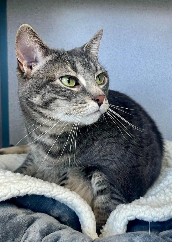 Luna, Adoptable, Adult Female Domestic Short Hair.