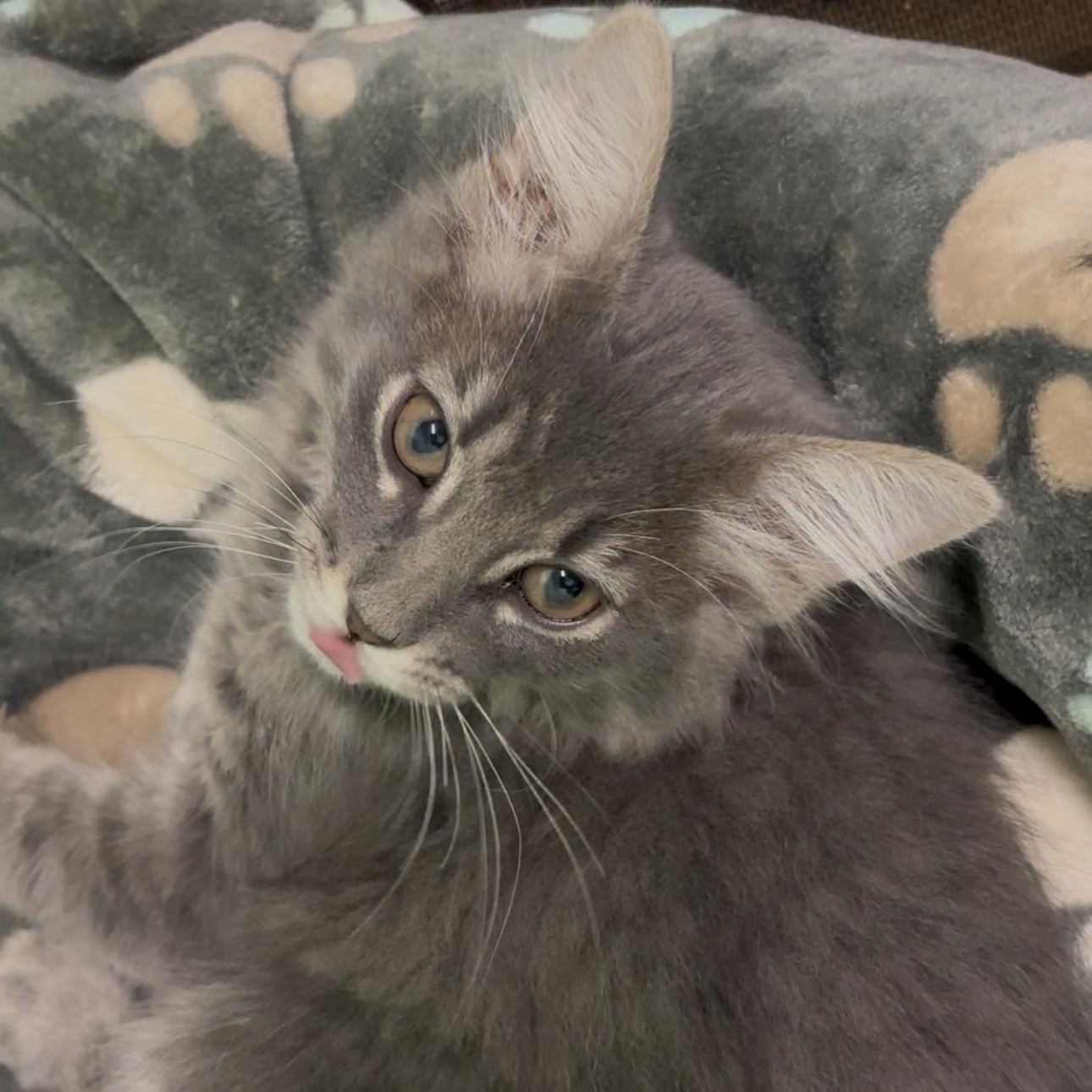 Dale, ADOPTABLE, Young Male Domestic Medium Hair.