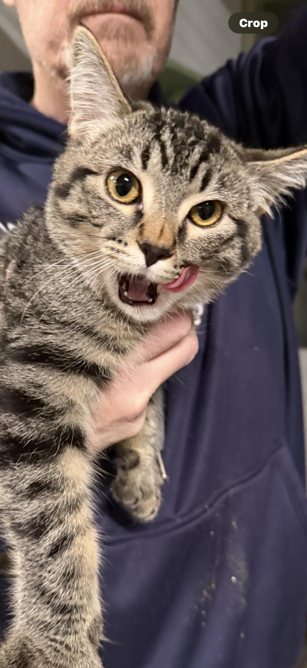 GAGE AND GRADY, ADOPTABLE, Young Male Tabby.