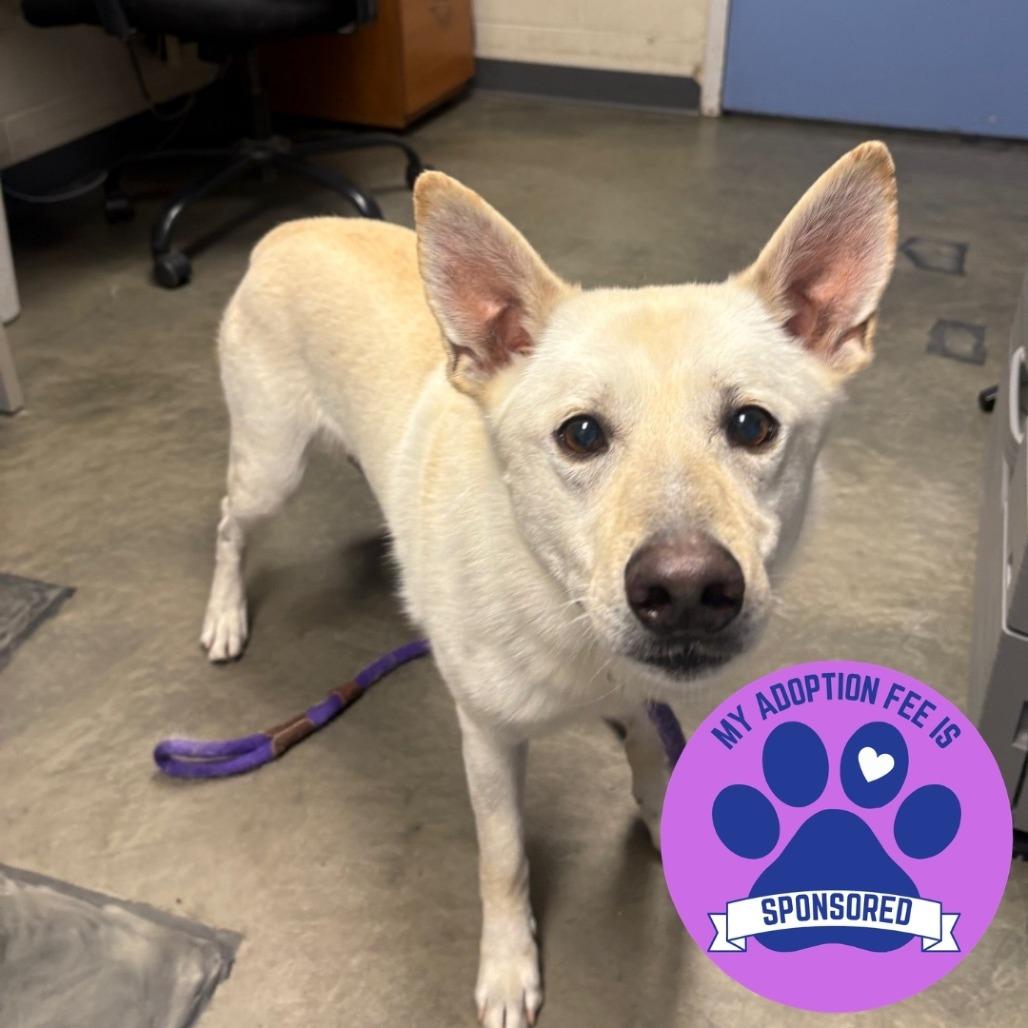Yeti, Adoptable, Senior Male Mixed Breed.