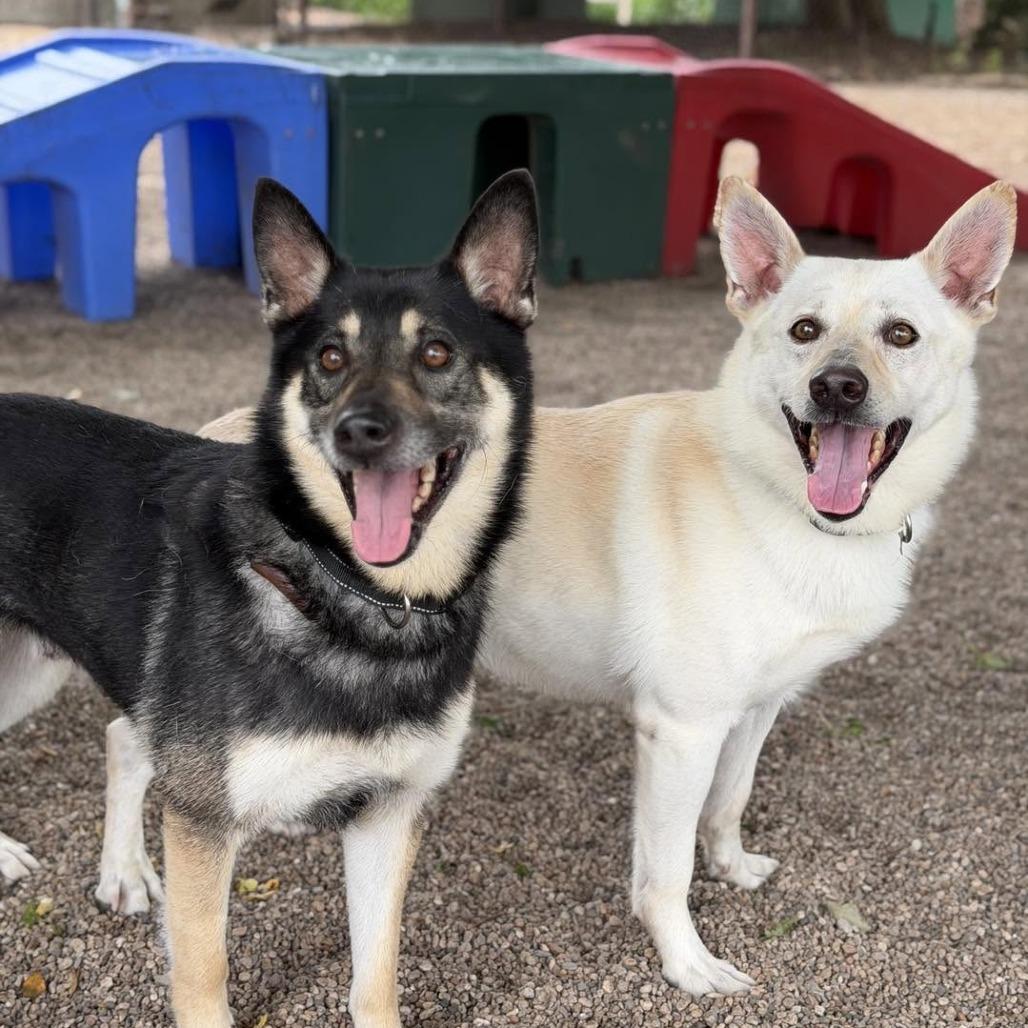 Enlarge Yeti, a Adoptable Mixed Breed in DeKalb, IL image 2/3