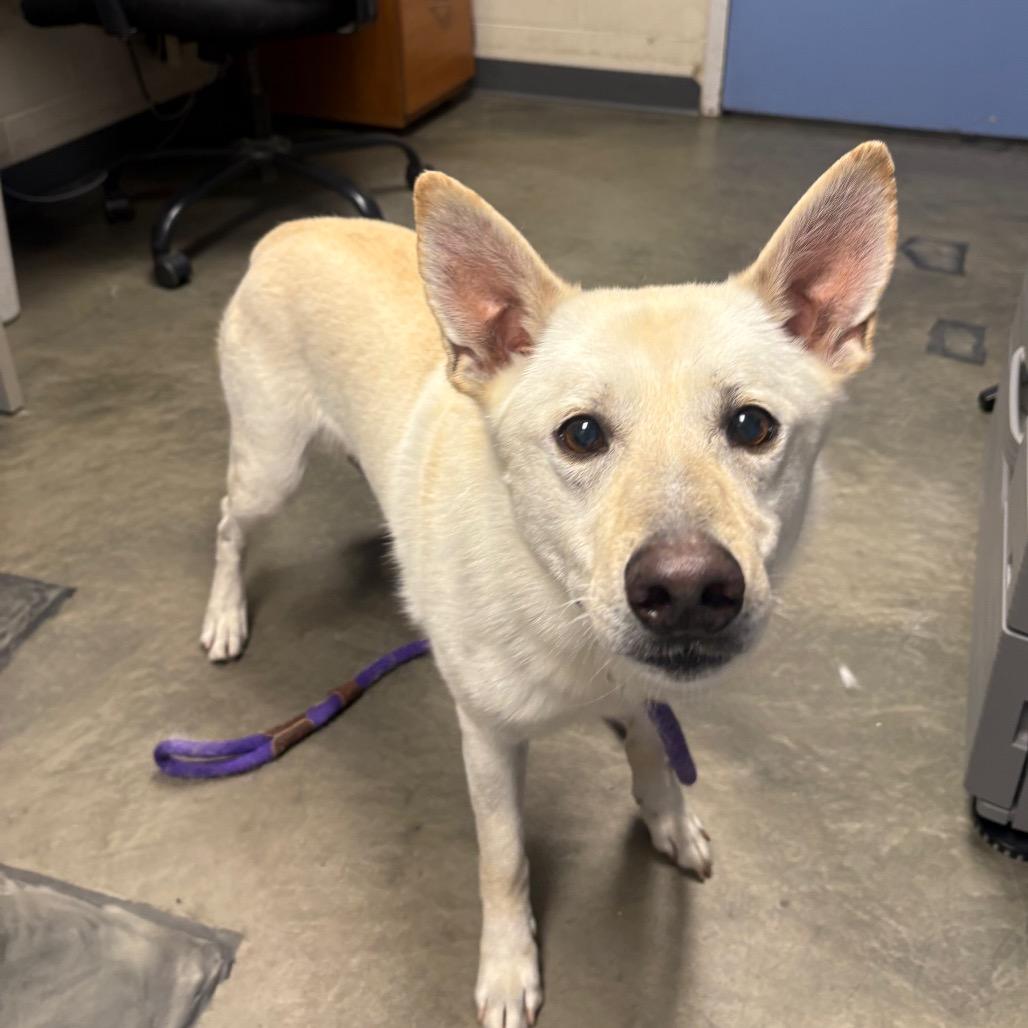 Enlarge Yeti, a Adoptable Mixed Breed in DeKalb, IL image 3/3