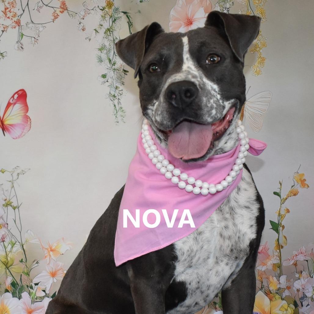 Enlarge Nova, a Adoptable mixed breed in Yuma, AZ image 1/1
