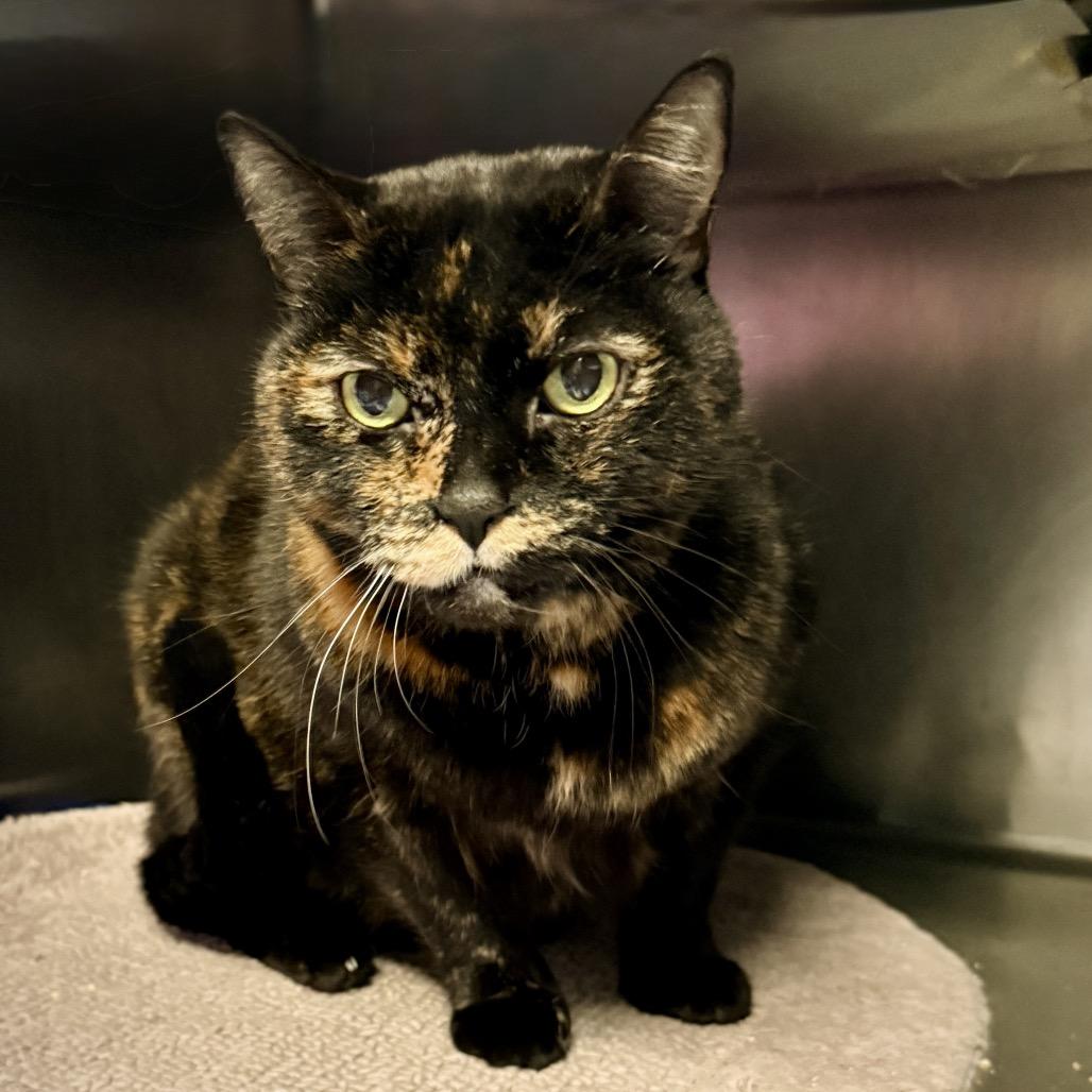 Diva — thumbnail 2