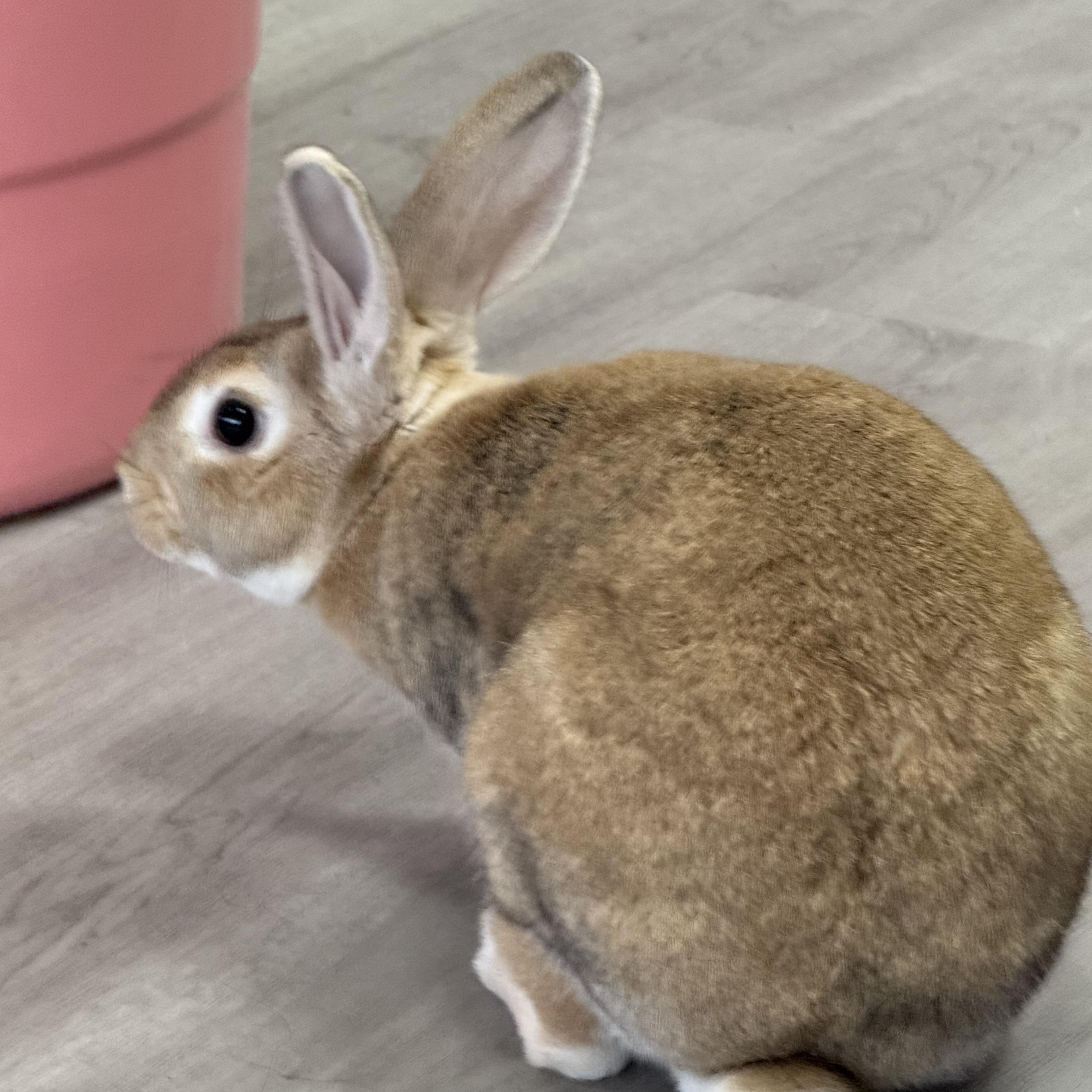 Enlarge Old Man , a ADOPTABLE New Zealand in St. Charles, MO image 4/6
