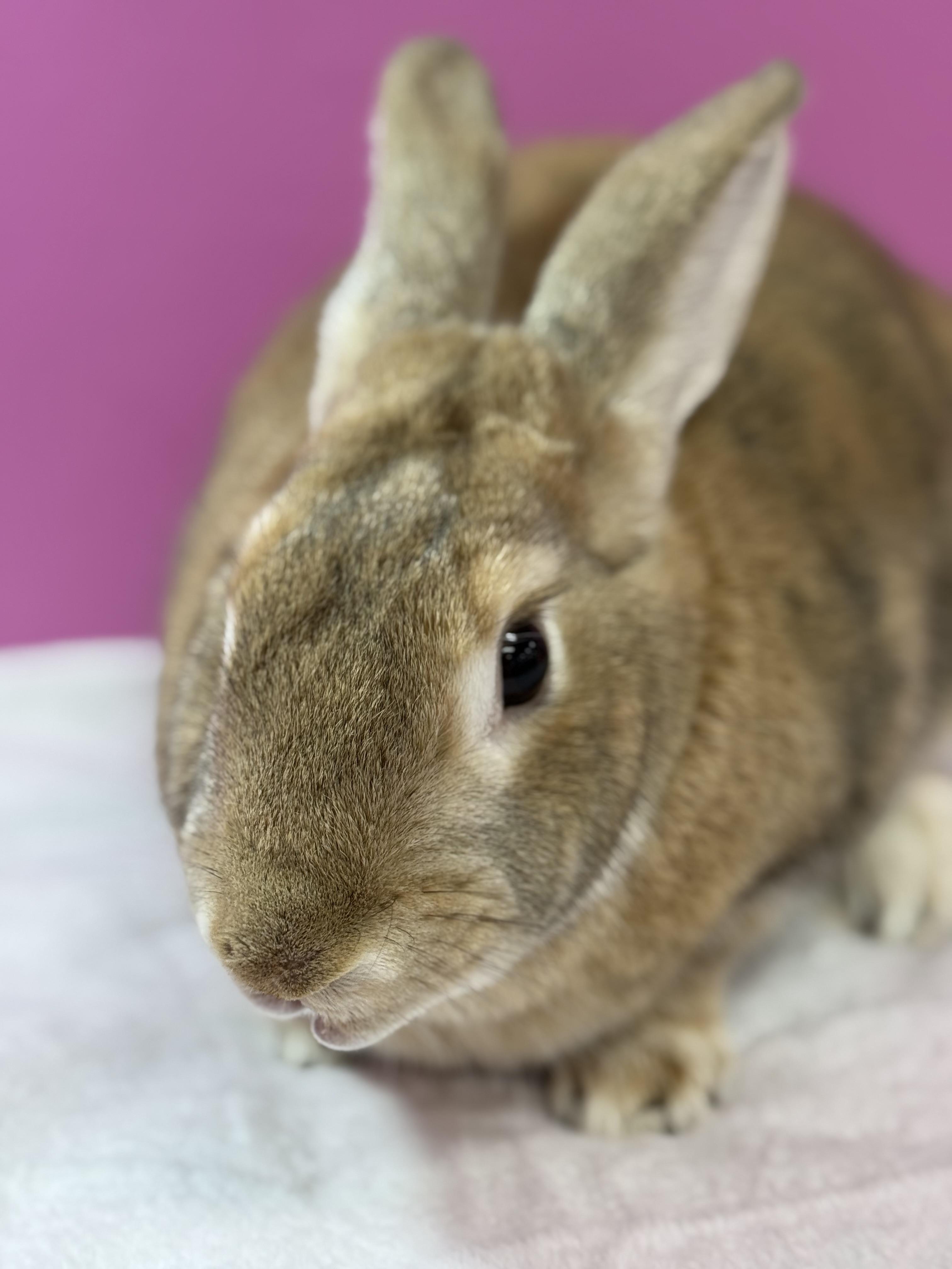Enlarge Old Man , a ADOPTABLE New Zealand in St. Charles, MO image 3/6