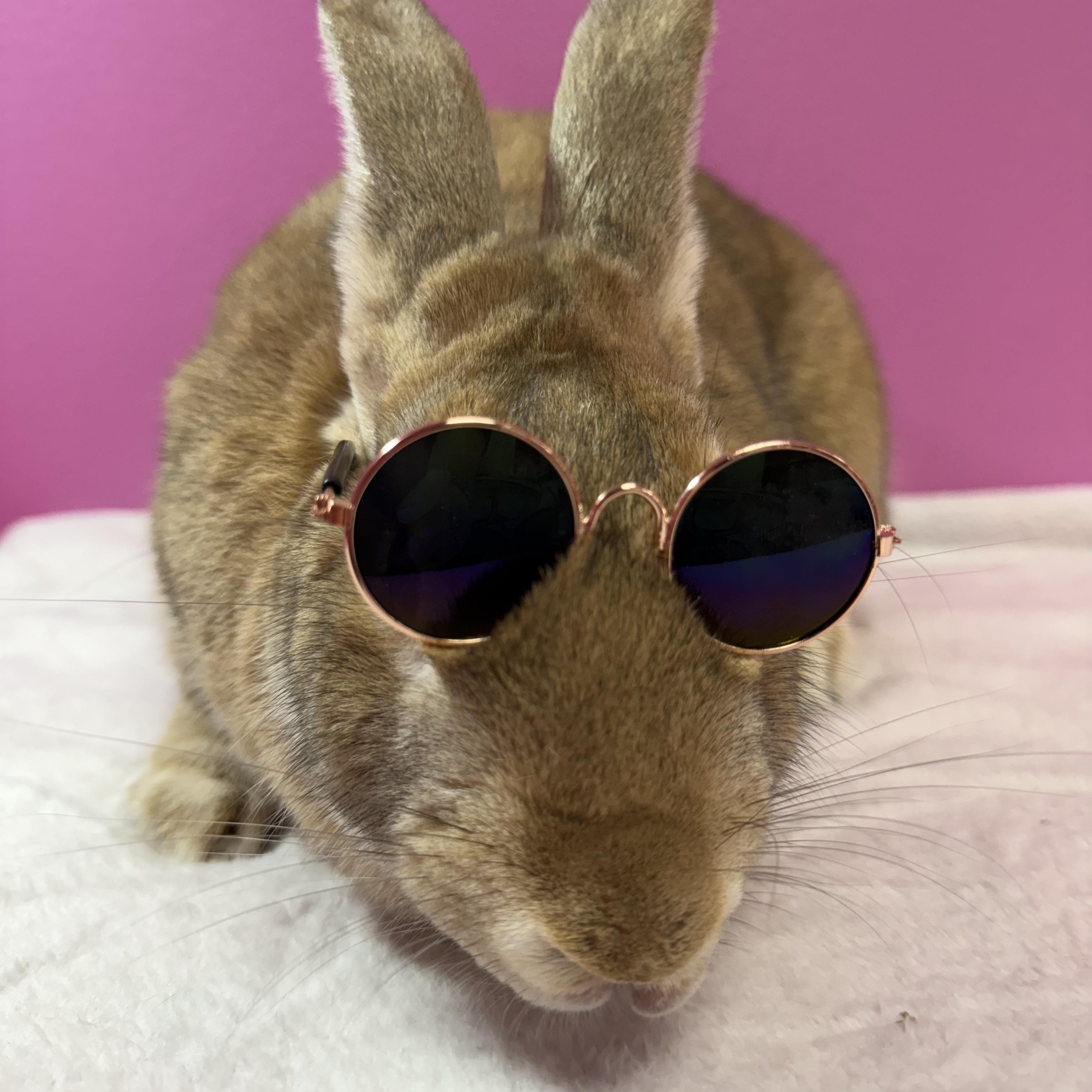 Enlarge Old Man , a ADOPTABLE New Zealand in St. Charles, MO image 6/6