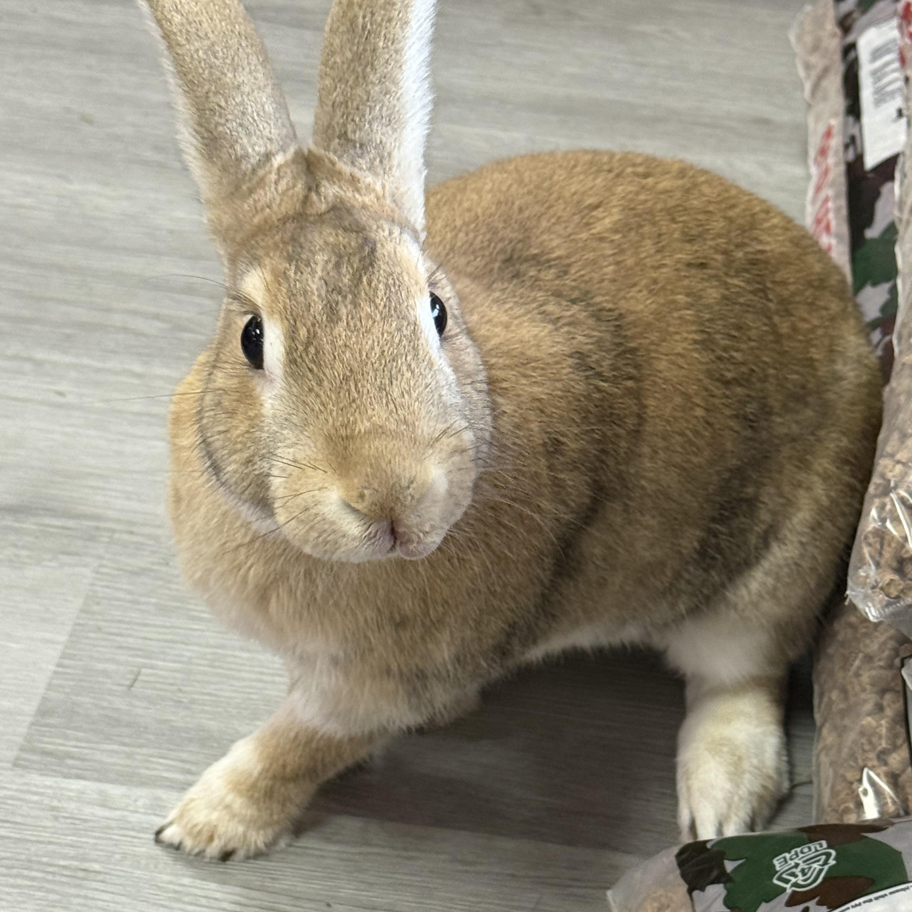 Enlarge Old Man , a ADOPTABLE New Zealand in St. Charles, MO image 2/6