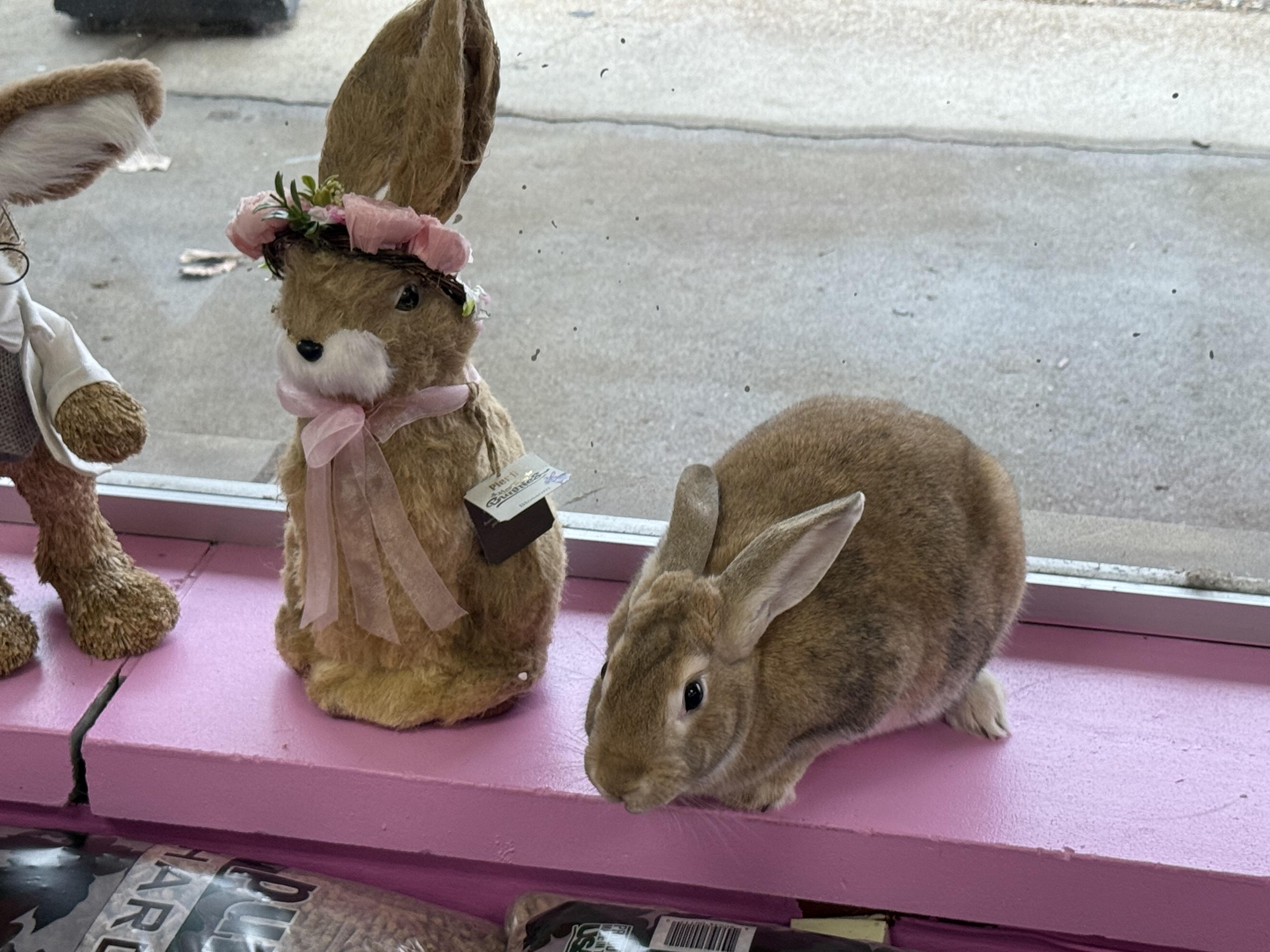 Old Man , ADOPTABLE, Adult Male New Zealand.